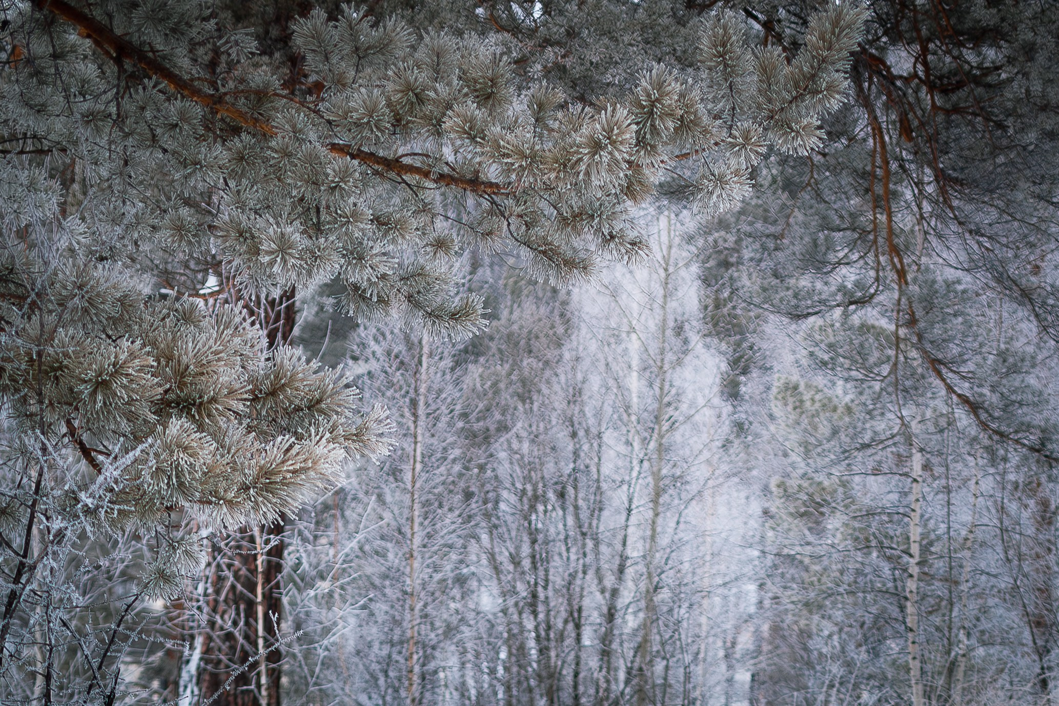 Снежная прогулка. Фотограф в Томске Евгения Гуляева