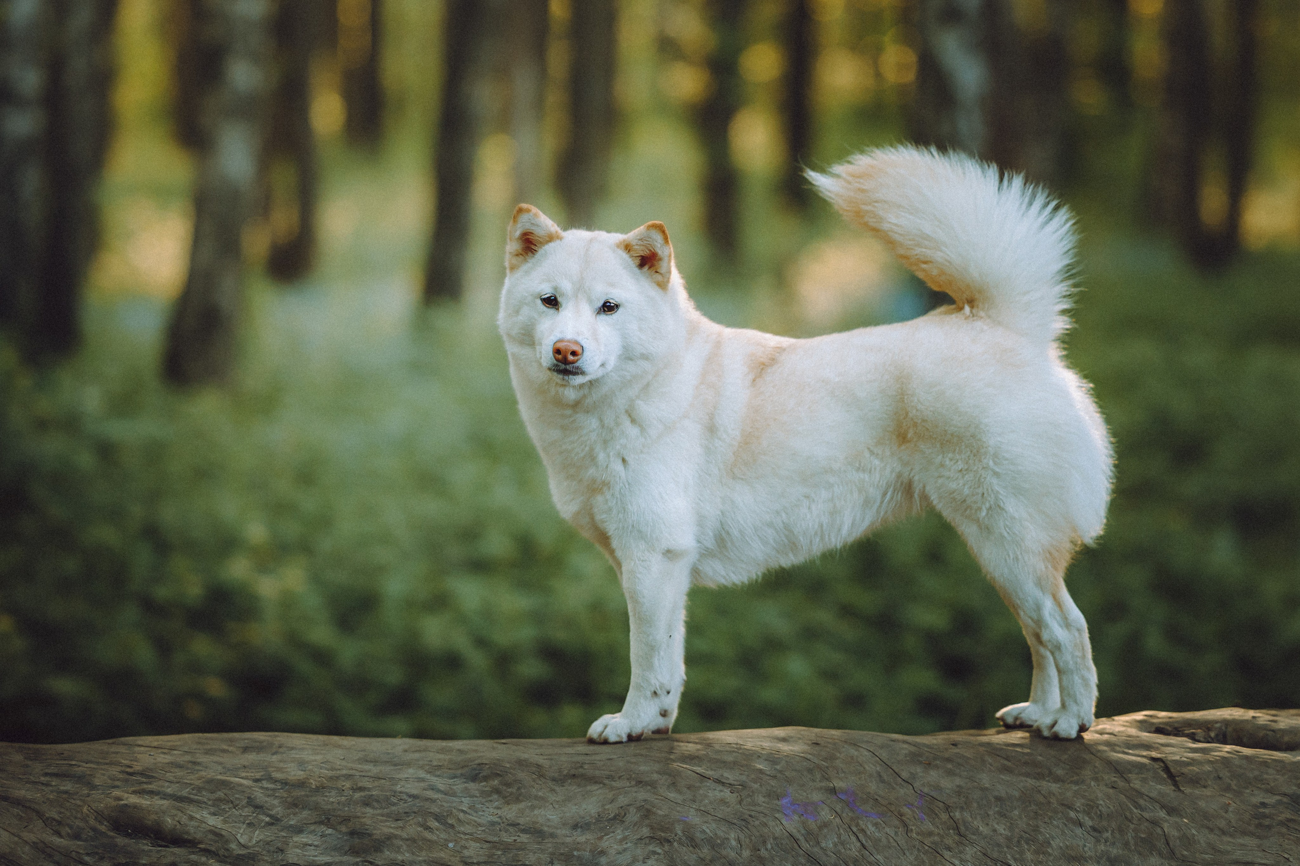 Шед, Цири, Чиби, Цера и их семья