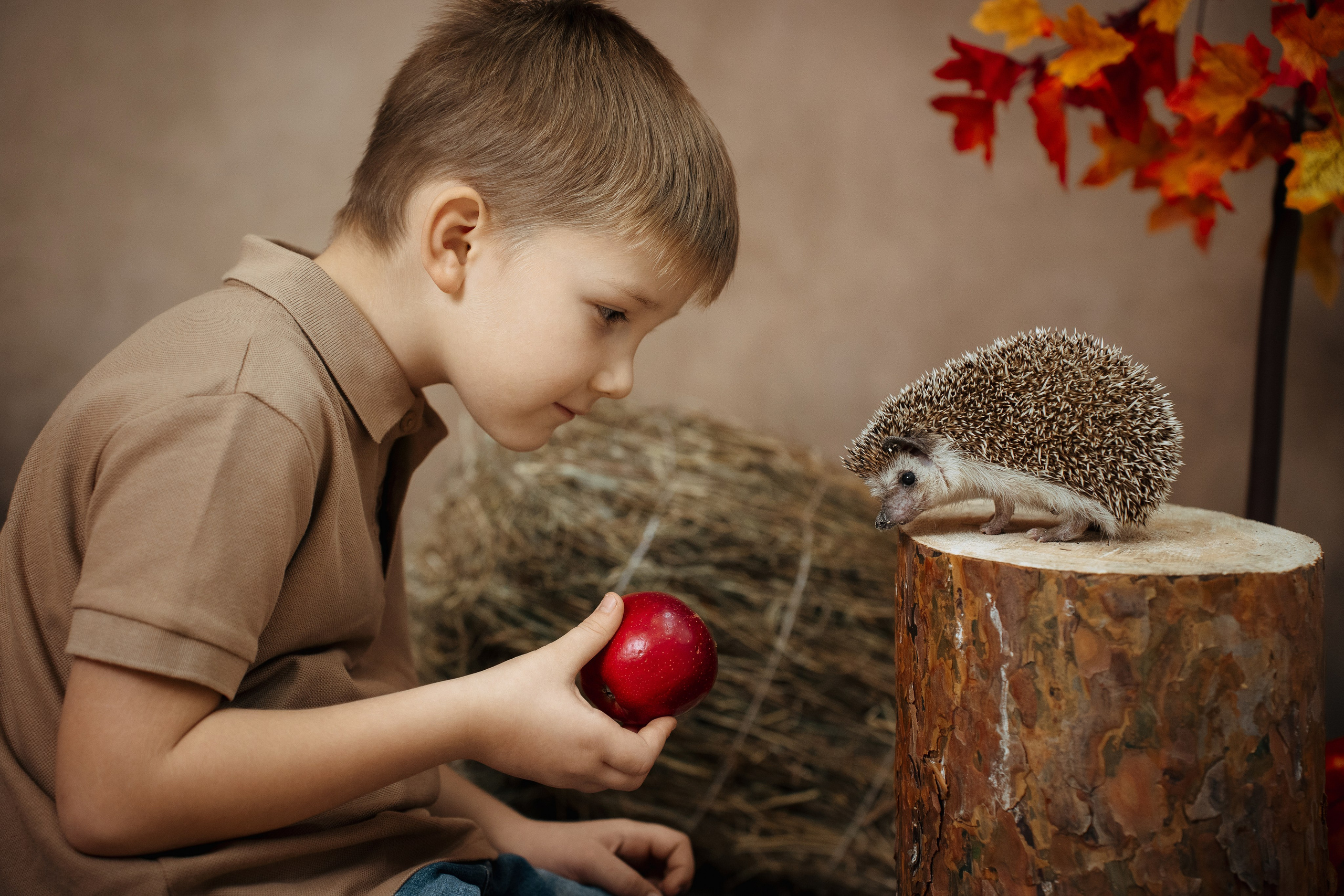 Ёжик. Фотограф Казакова Анастасия