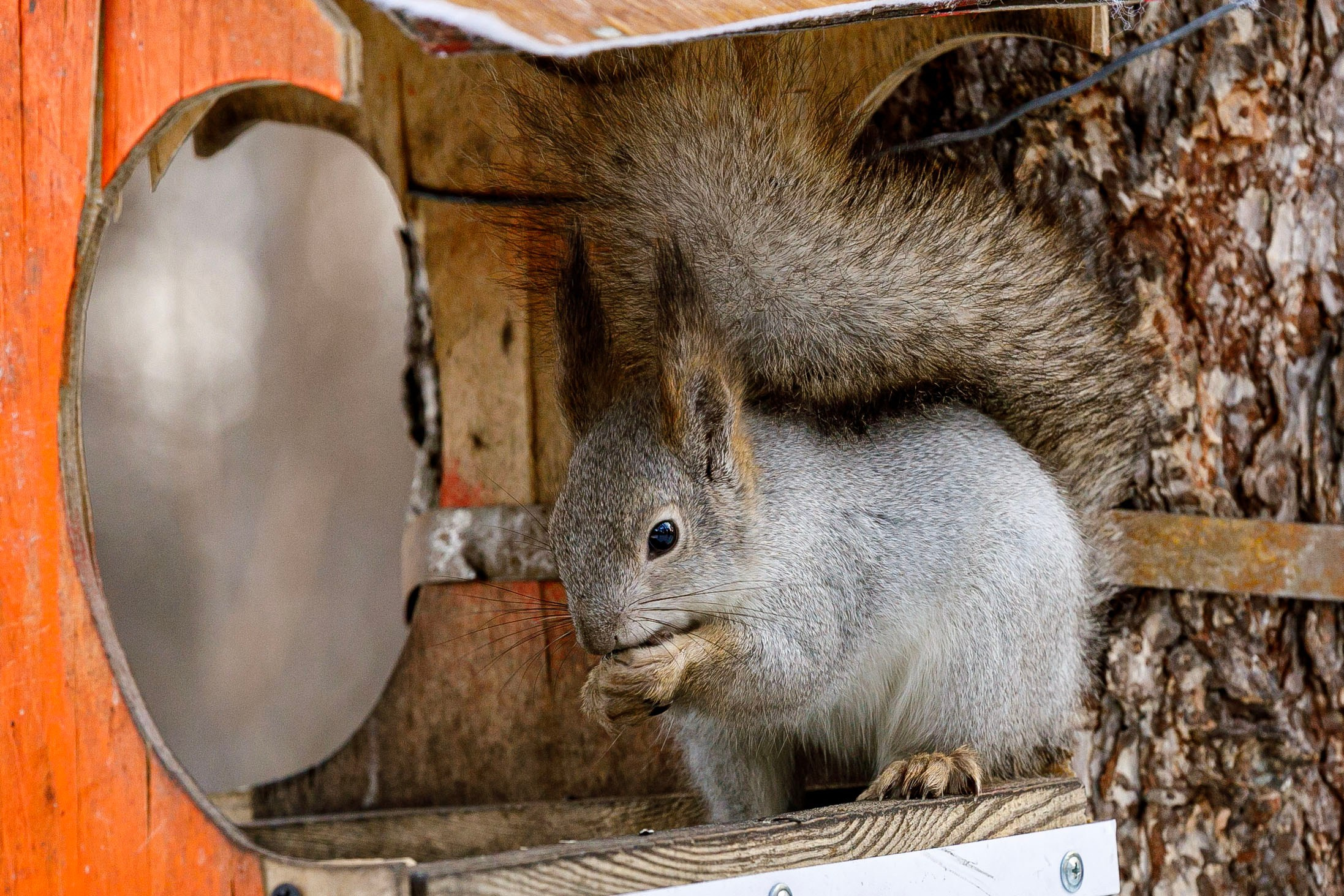Белки / Squirrels. Фотограф Андрей Гузеев