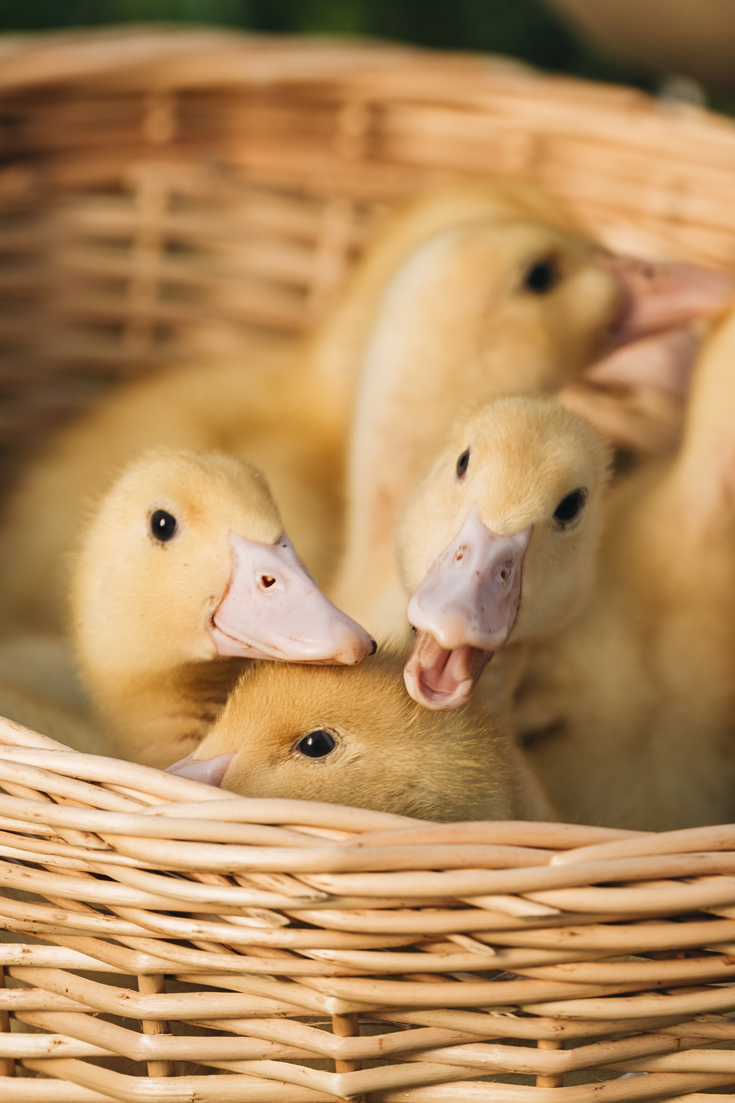 Маленькие утята для семейной фотосессии.  