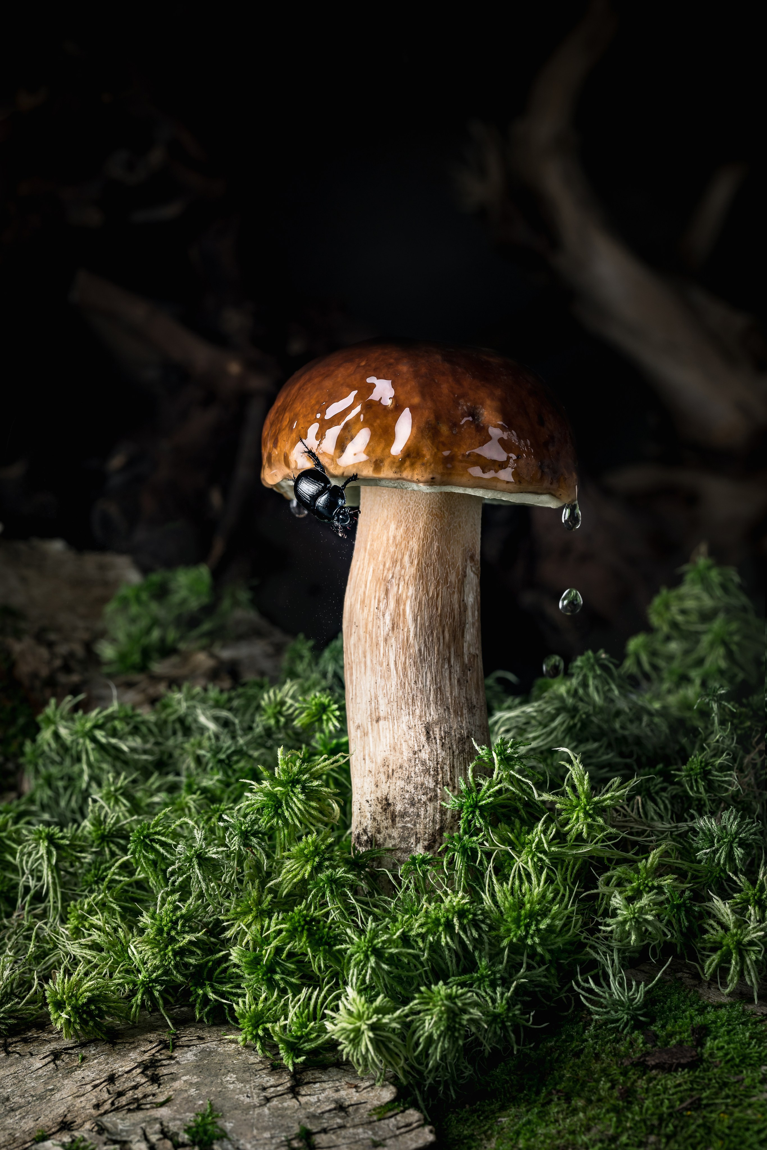 Mushrooms stories. Foodie Stories (гастрономические истории) рекламная фуд-фотосъёмка, Москва