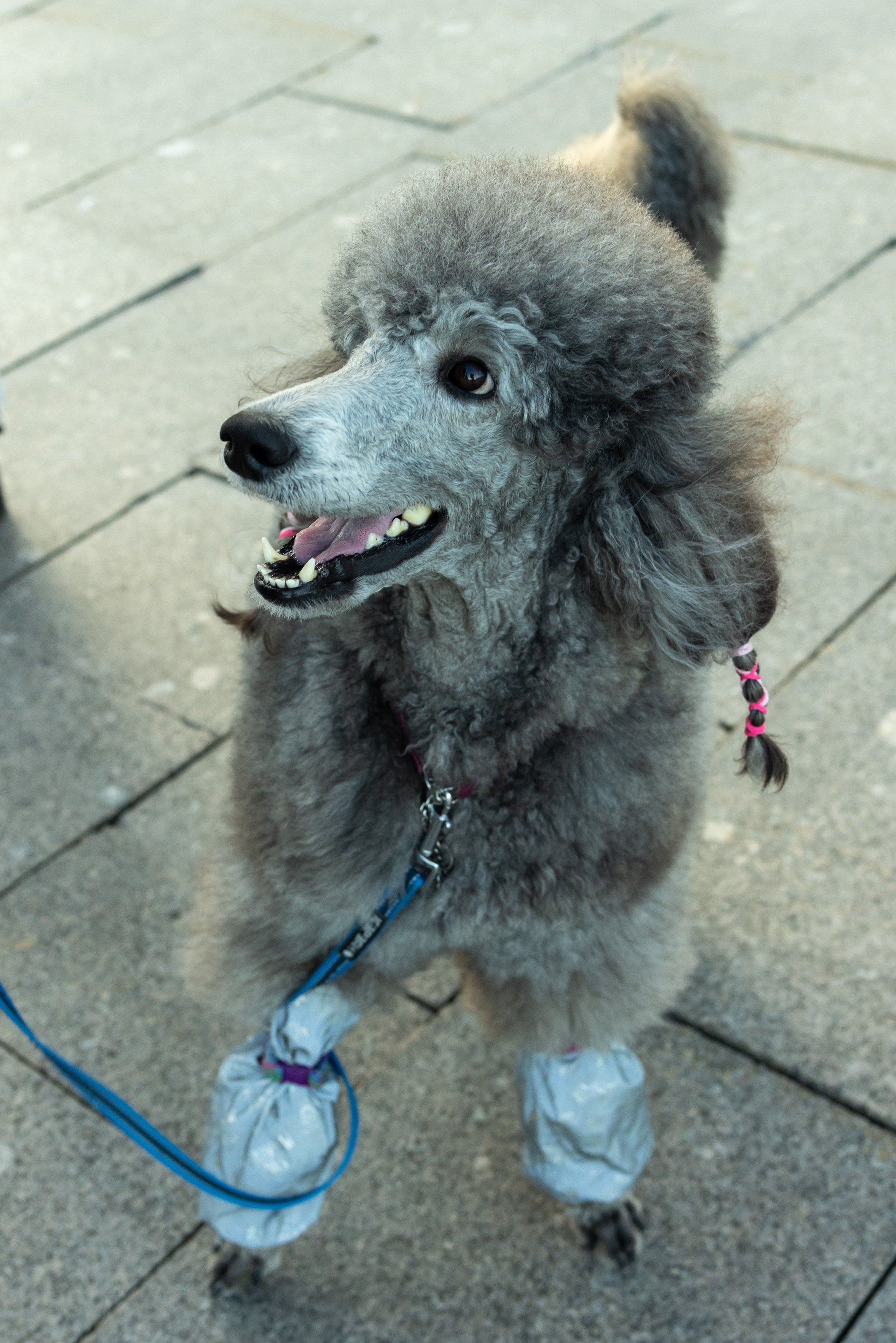 Клуб грумеров (прогулка и семинары). Виктория Зудина — фотограф в Москве