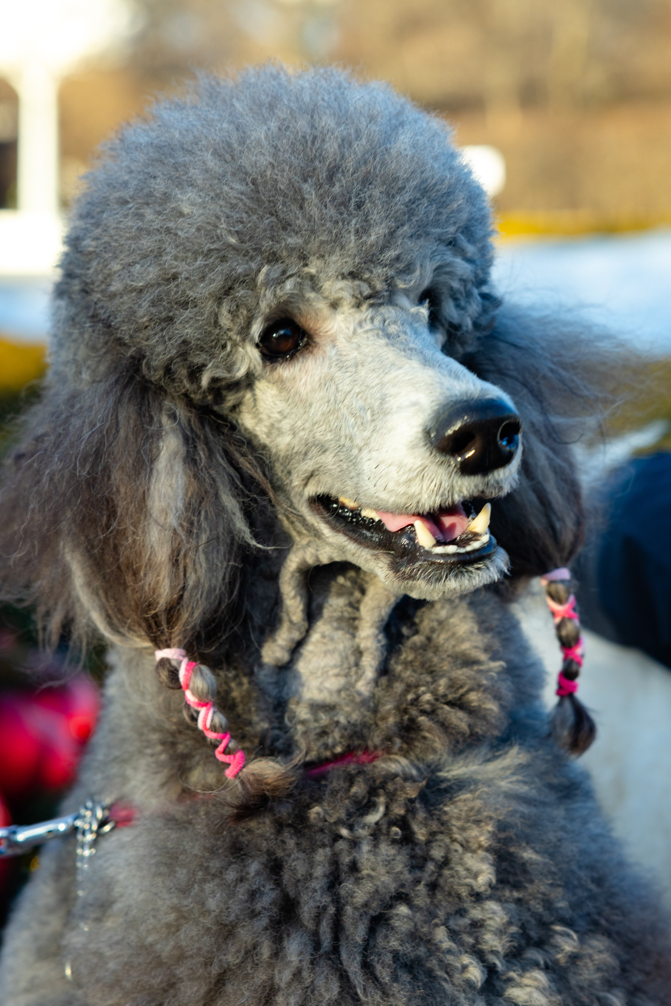 Клуб грумеров (прогулка и семинары). Виктория Зудина — фотограф в Москве