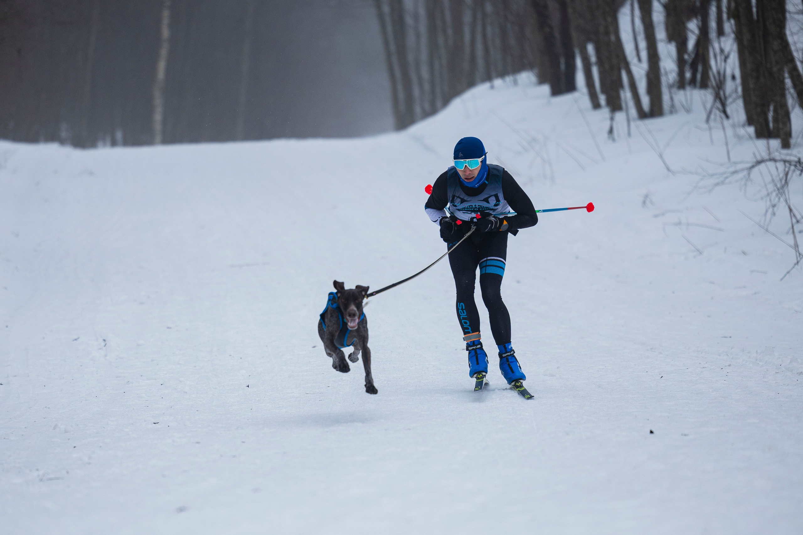 Зимний Чемпионат Санкт-Петербурга по ездовому спорту. Фотограф-анималист Анна Маринич