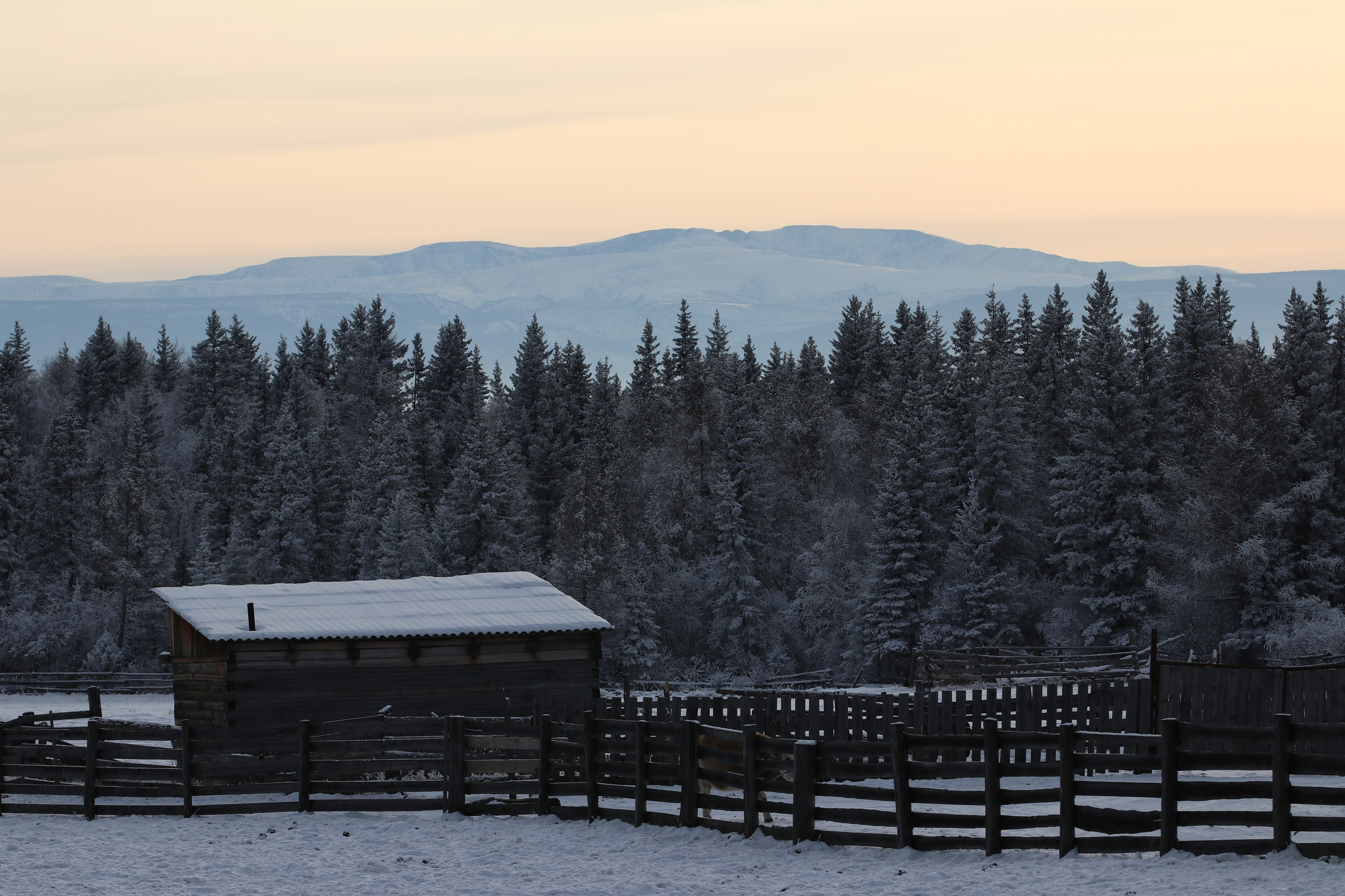 Аршан. Январь 2024. Путешественник-фотограф из Санкт-Петербурга Татьяна Свистулина