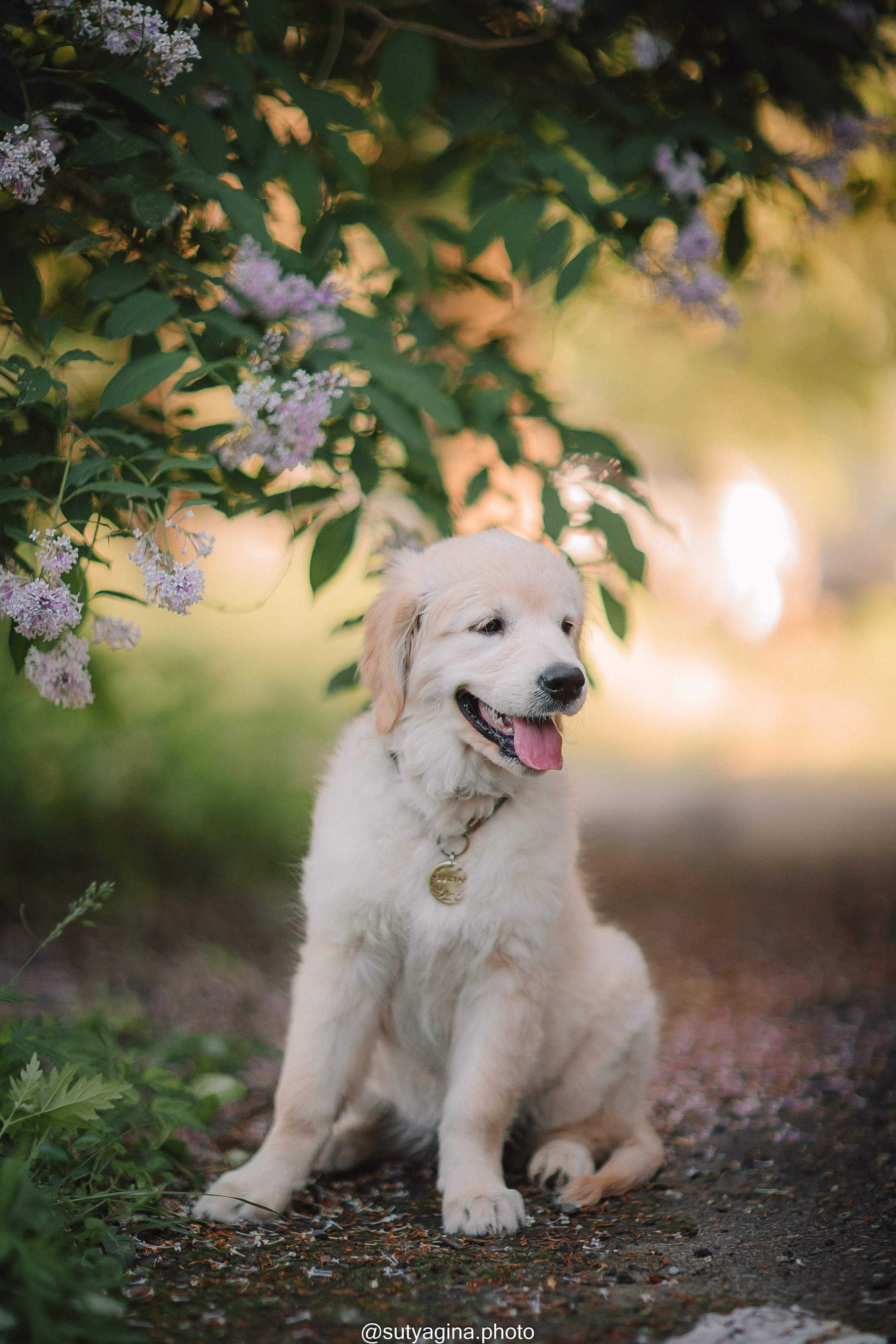 Золотистый ретривер Веста. Свадебный и женский фотограф