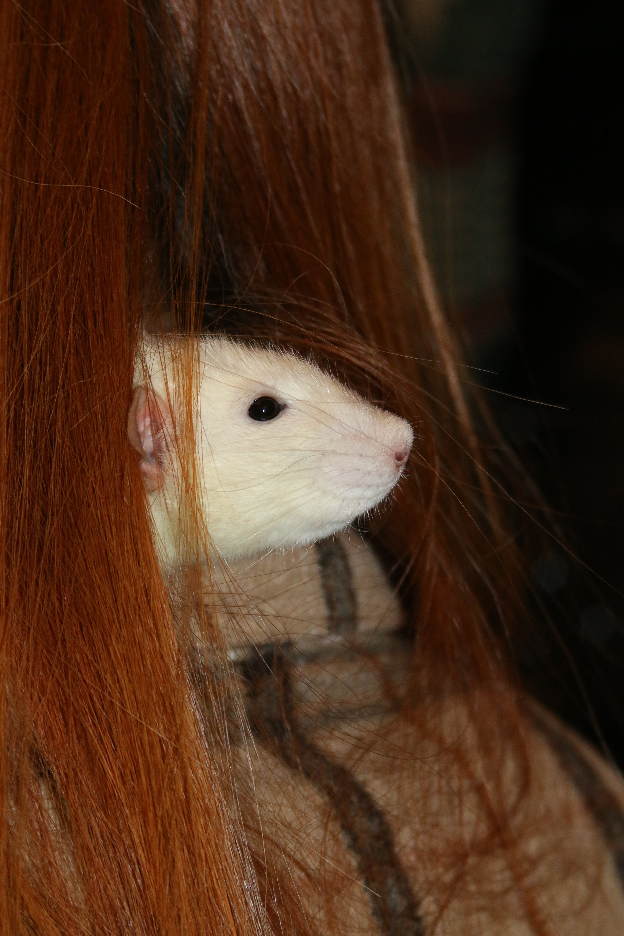 Съемка с питомцем