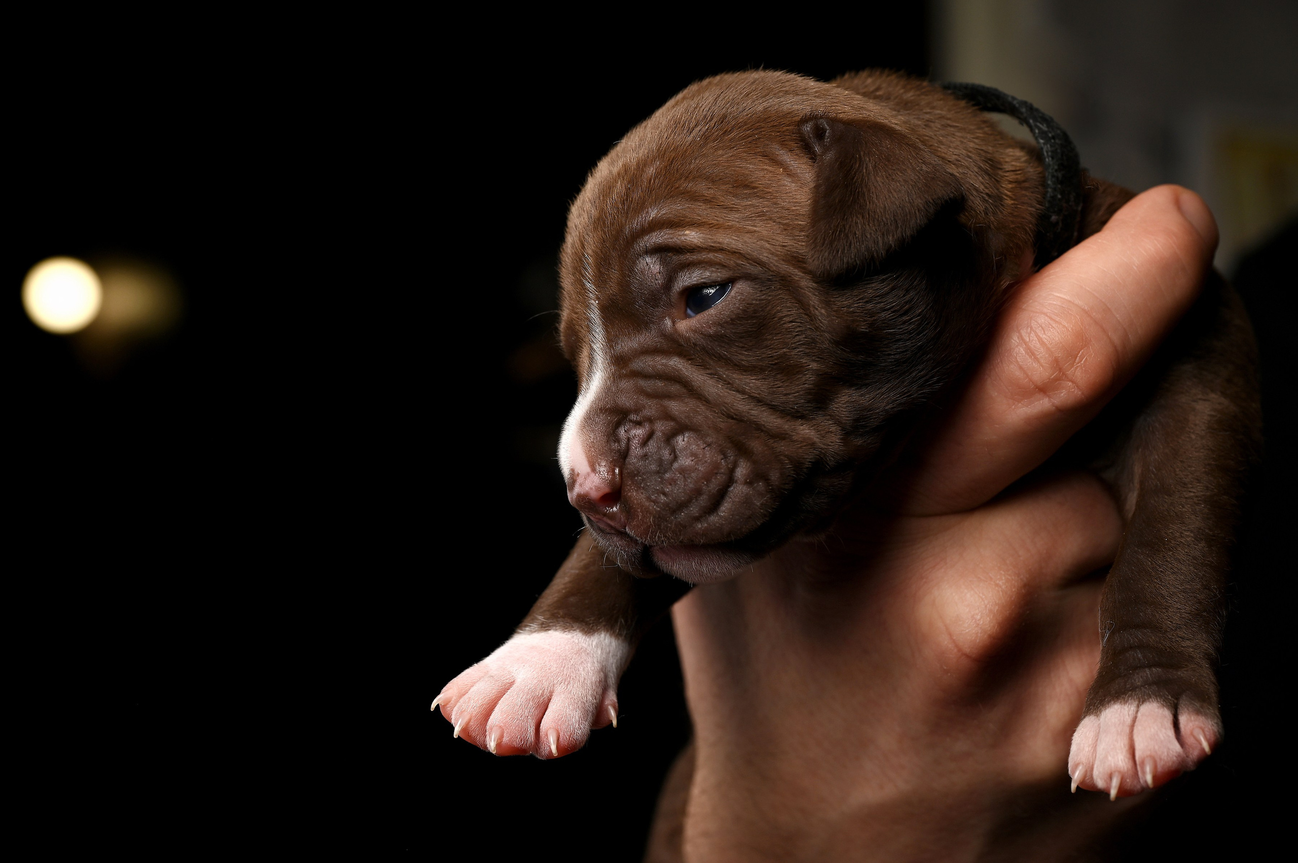 Фотосессия собак, щенков,. Предметная фото и видеосъемка в Саратове| Профессиональный фотограф