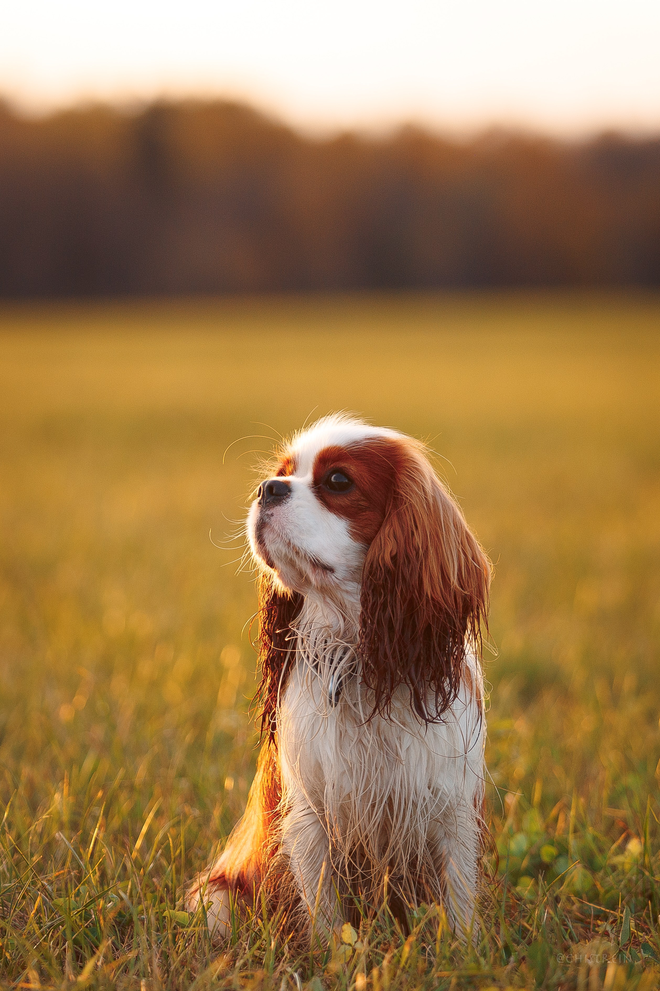Октябрьский закат в полях. Алина и Лео. Фотограф-анималист Наталия Чистюхина в г. Сосновый Бор и ЛО