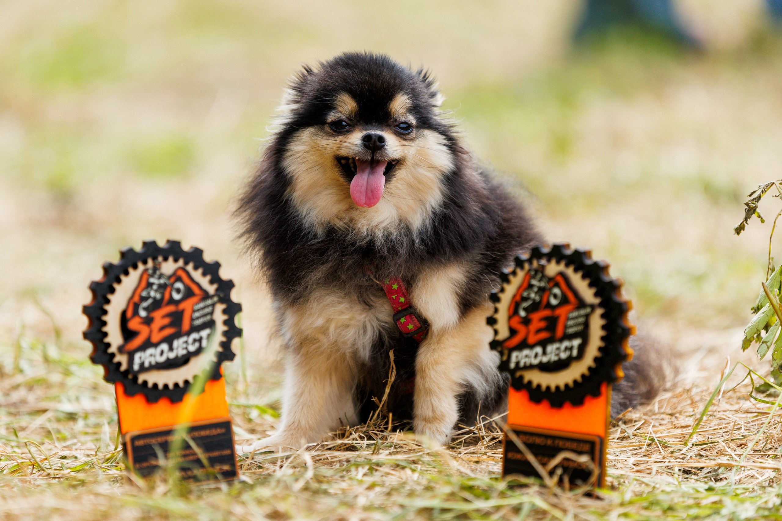 SET Project 2025. Свадебный, семейный и репортажный фотограф в Южно-Сахалинске Артур Петросян