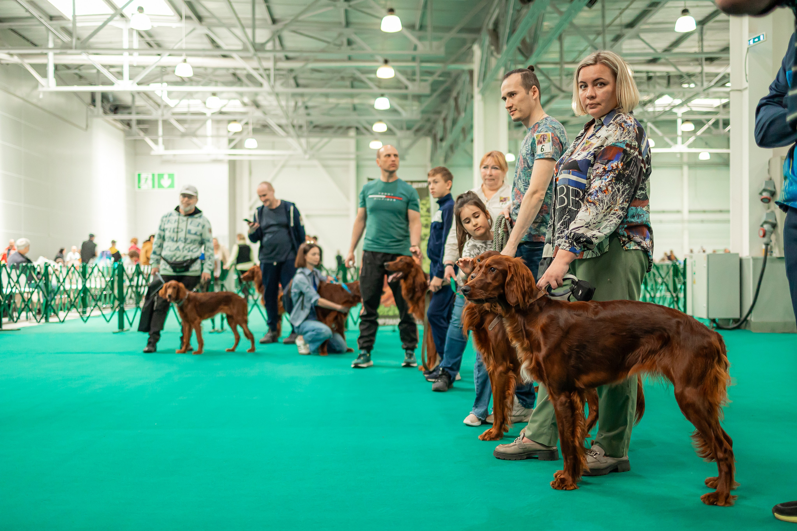 Выставка сеттеров 19.05.24