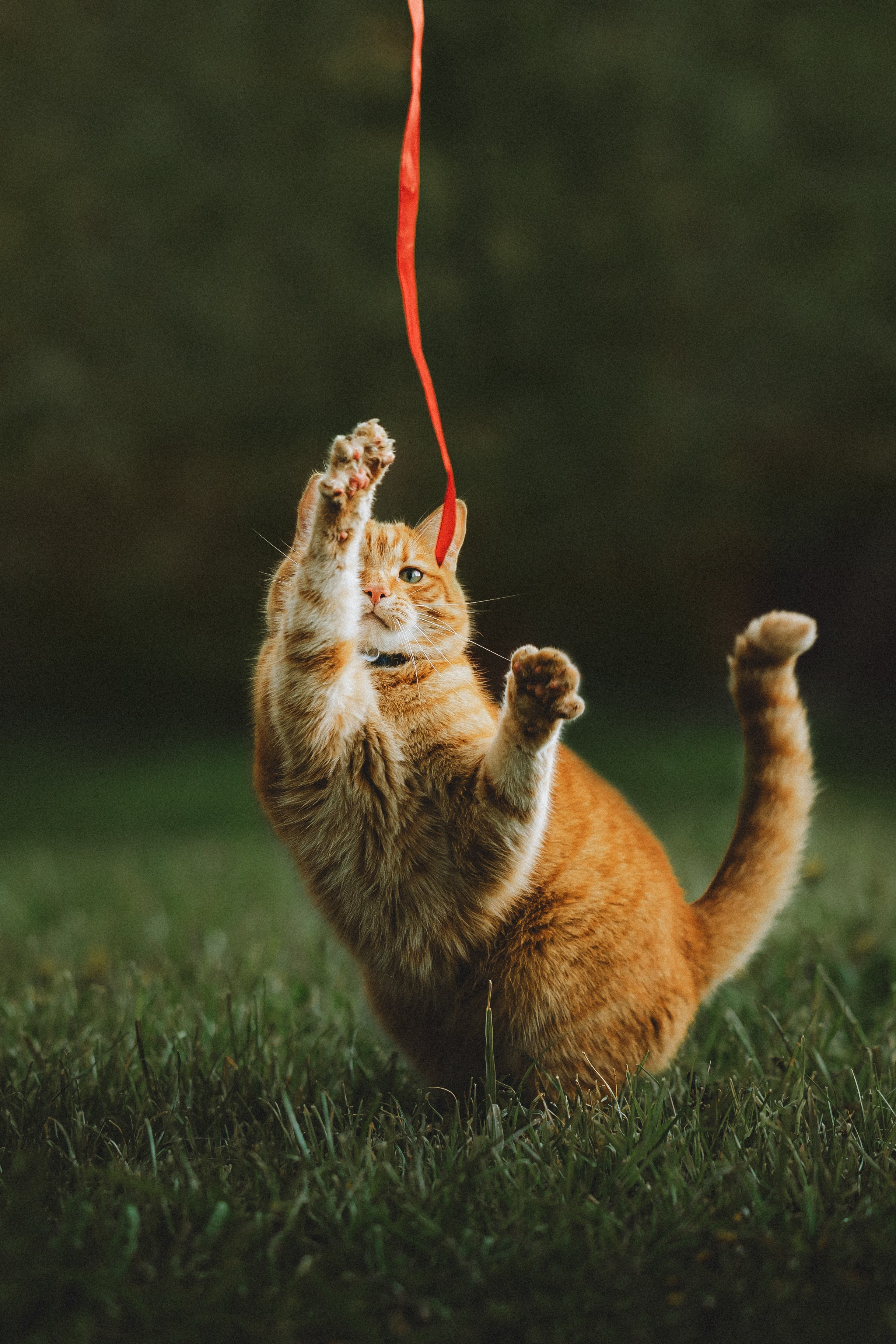 Леброн, Муся и Ира