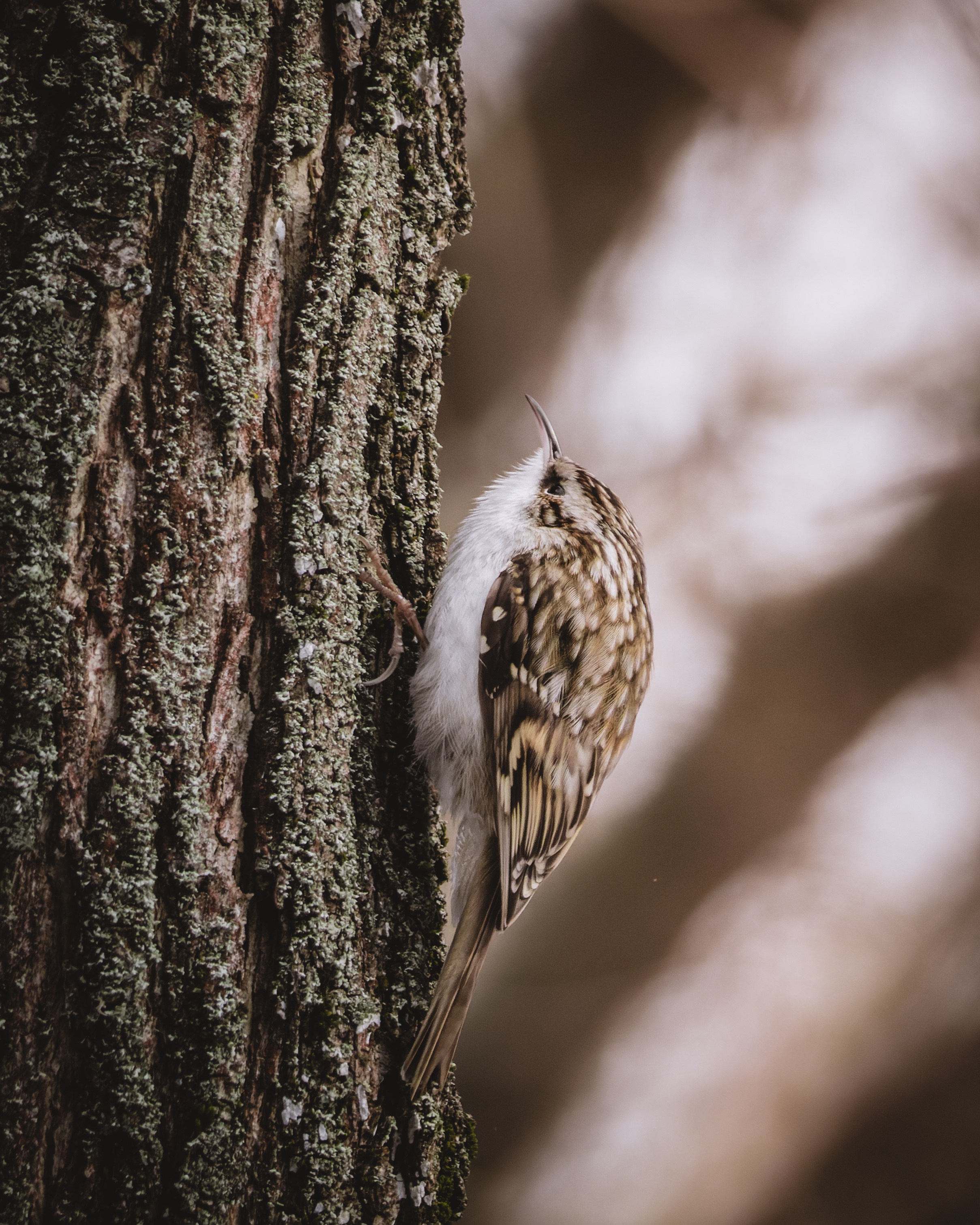 Voronezh 2025. Anton Chernov | Wildlife photographer