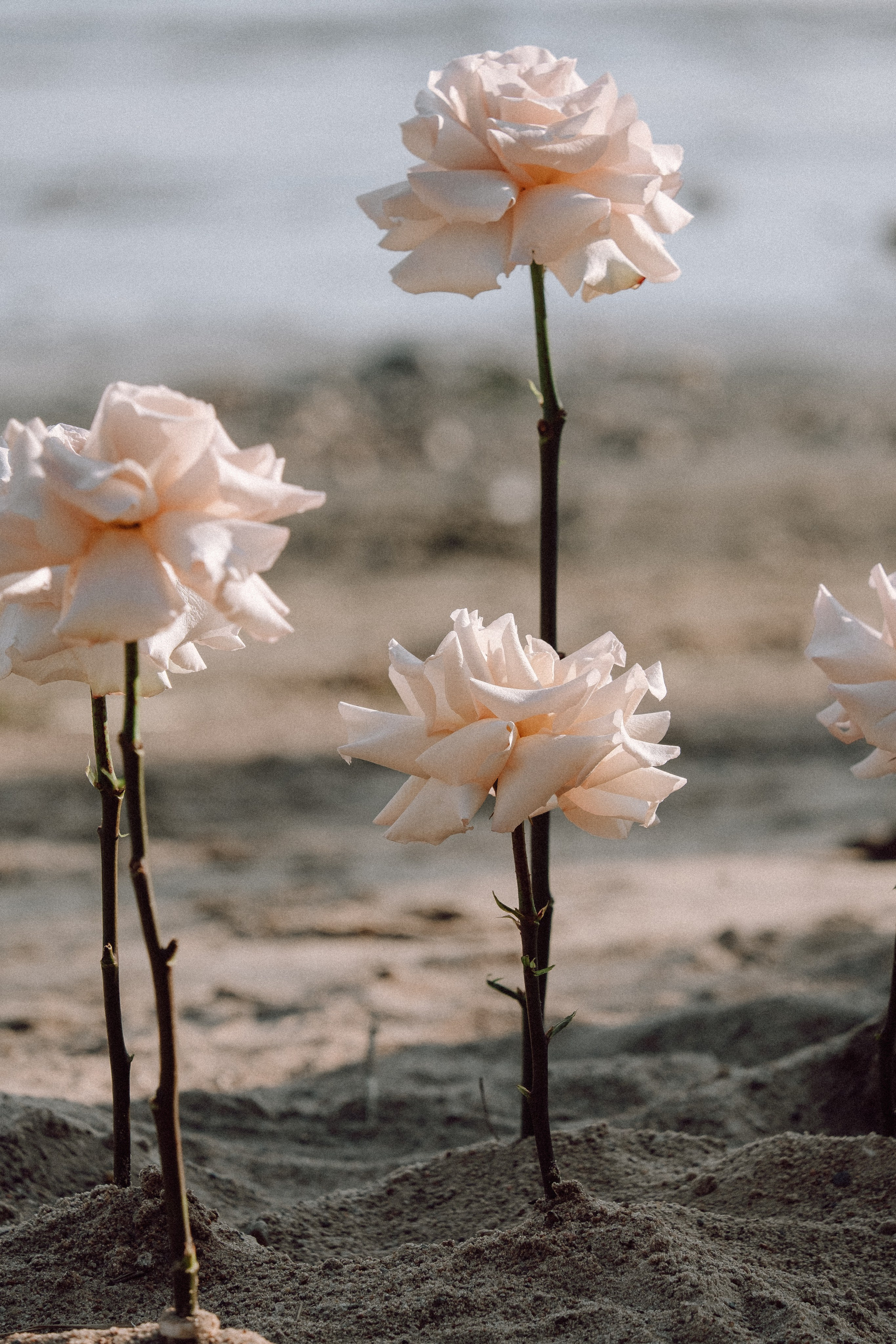 СВАДЕБНАЯ ФОТОСЕССИЯ ВЫЕЗДНОЙ ЦЕРЕМОНИИ (ФИНСКИЙ ЗАЛИВ). Профессиональный фотограф, Санкт-Петербург — Виктория Богомолова