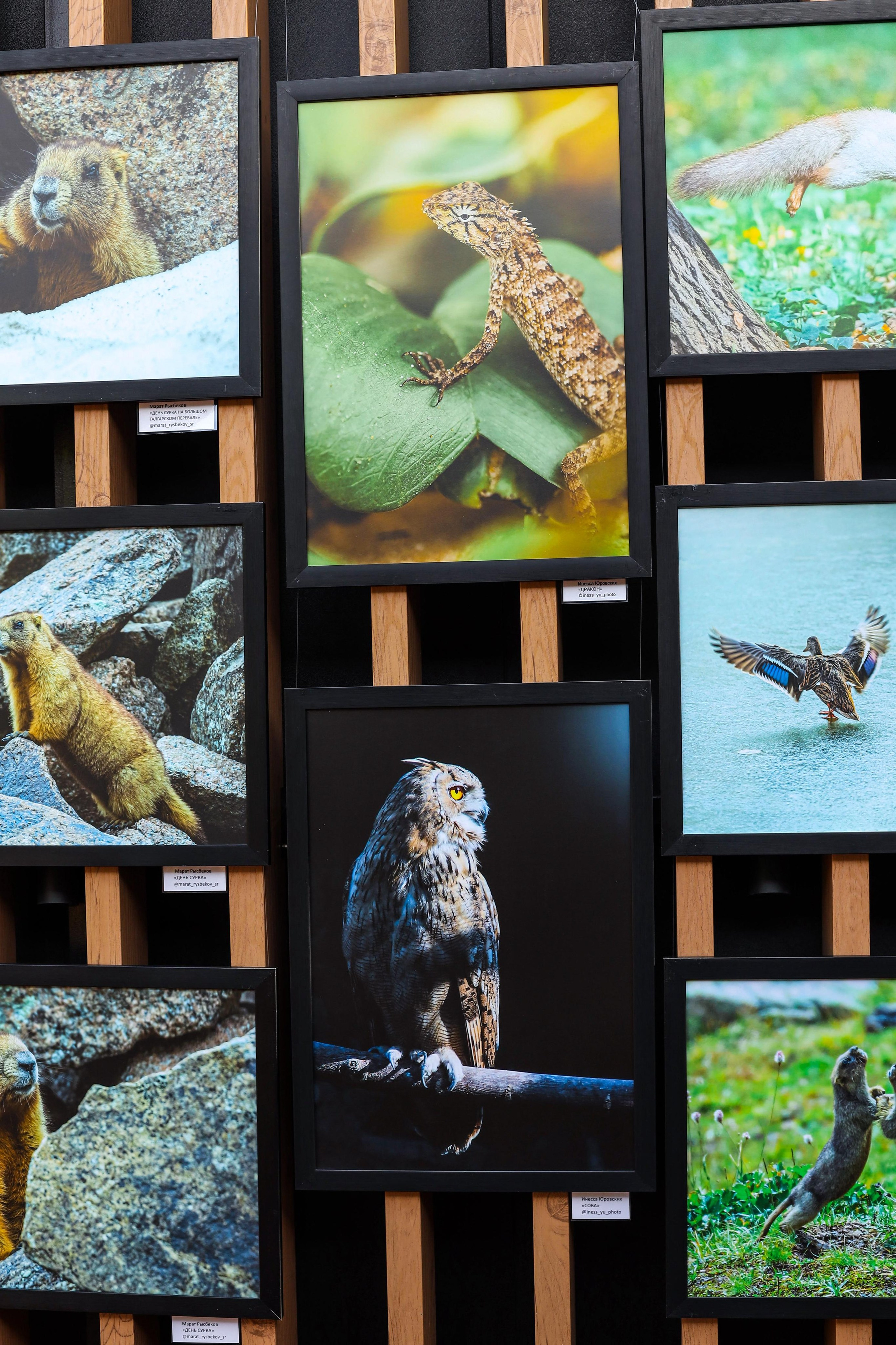 Выставки. Семейный и детский фотограф в Алматы Юровских Инесса