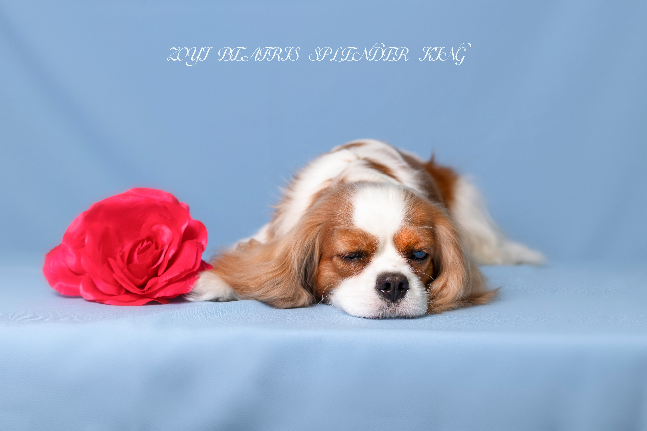 Фотосессия Бетти!. Фотограф 📸 семейный, предметный, репортажный