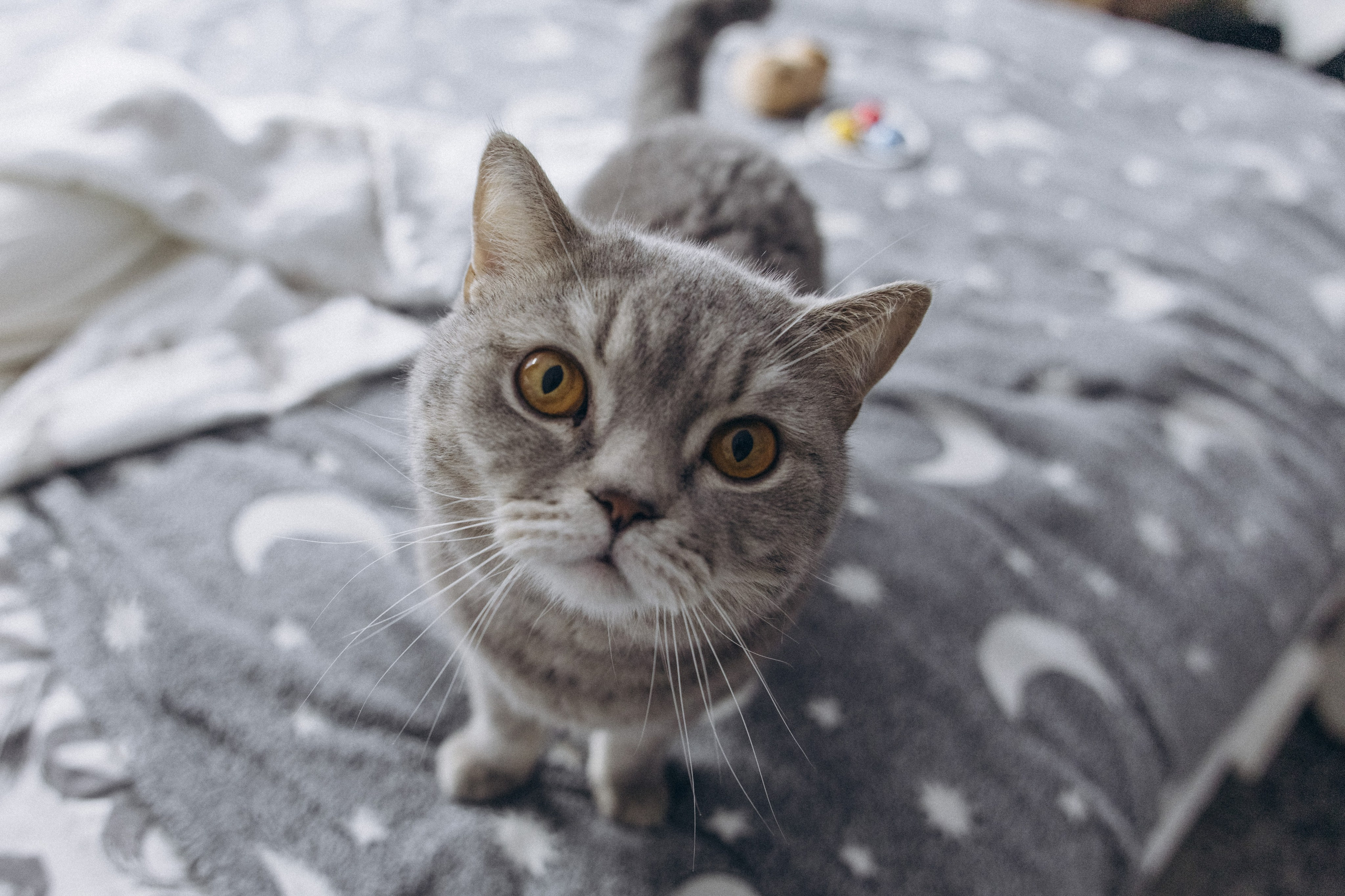 Домашняя фотосессия. Фотограф в Новосибирске Екатерина Васильева