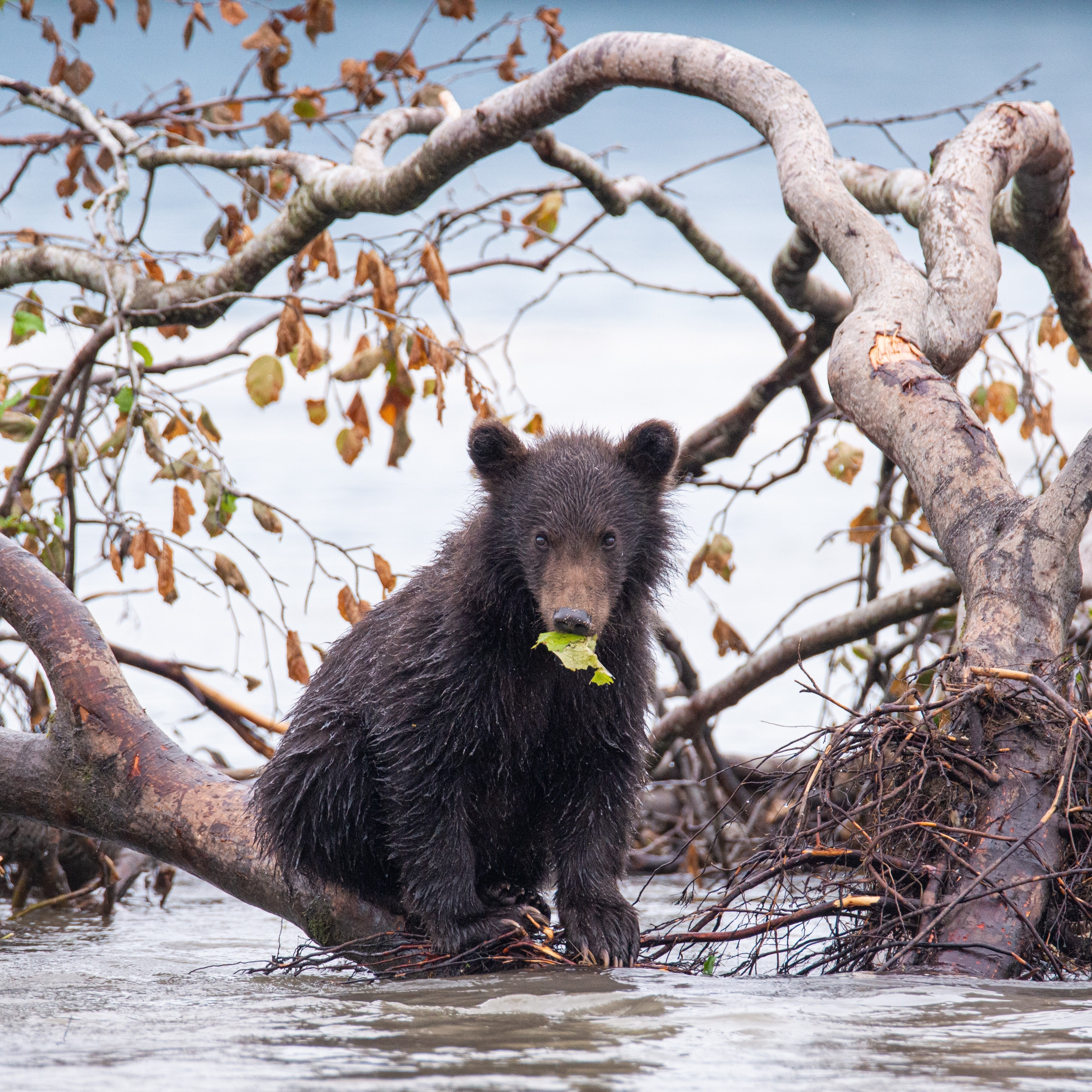 Камчатка — земля медведей. Игорь Иванко — Репортажный и событийный фотограф. Москва