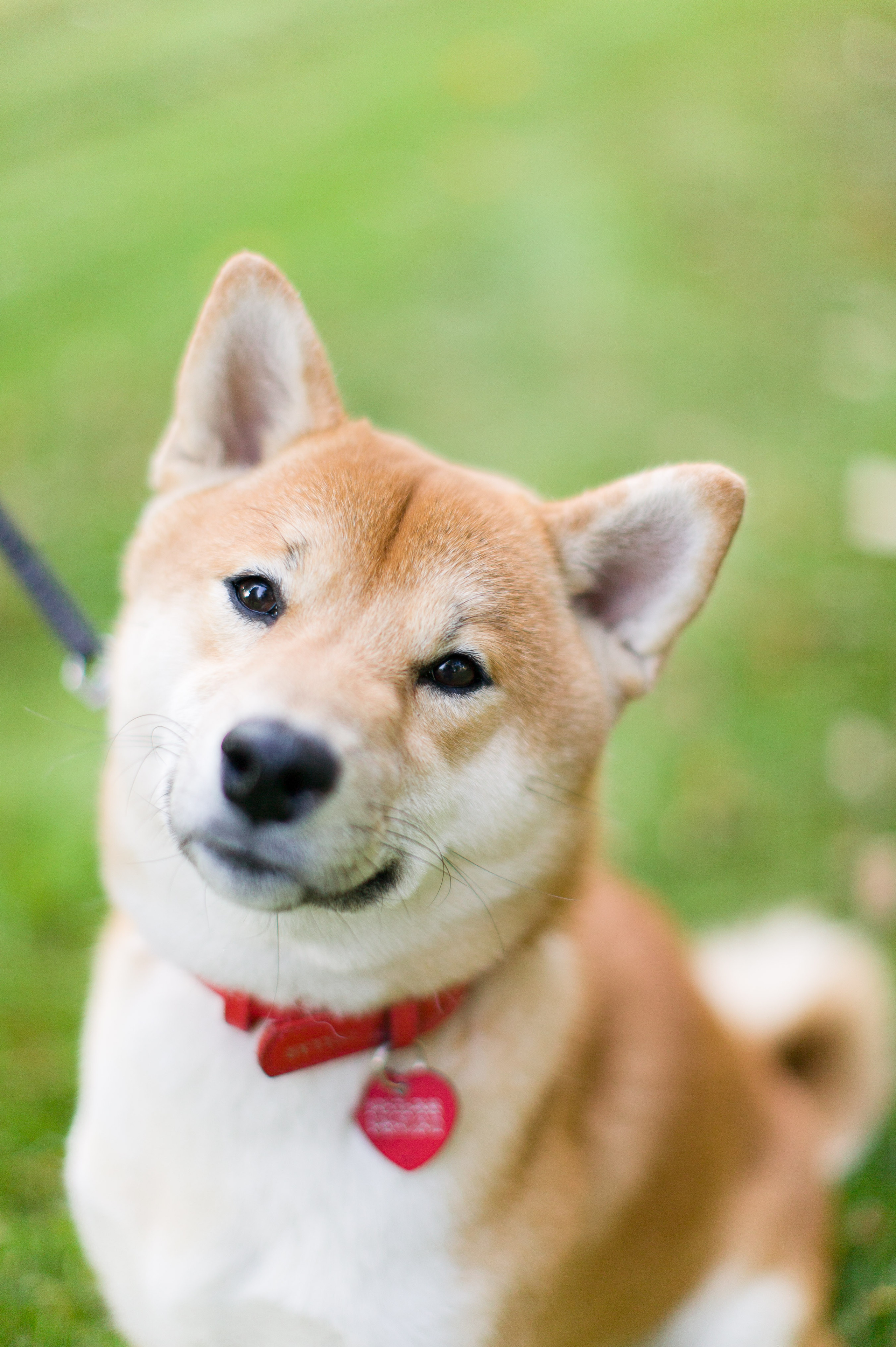Семейная фотосессия в ожидании малыша в Парке Горького, Москва