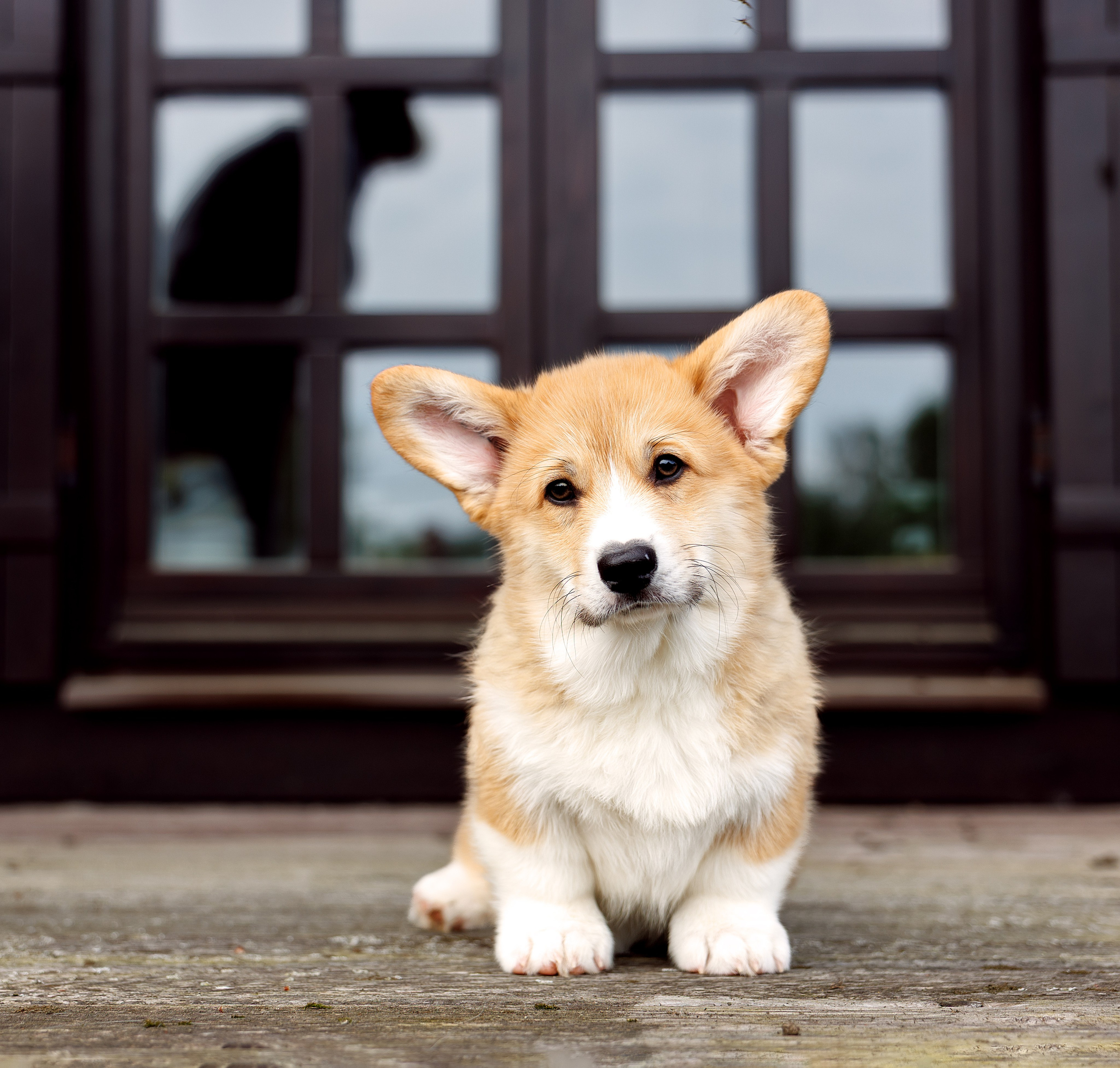 Портфолио: Фотосъёмка щенков в Москве и области — трогательные моменты. Фотограф-анималист и бренд-фотограф в Москве | Фотография собак, людей, бизнес-портрет