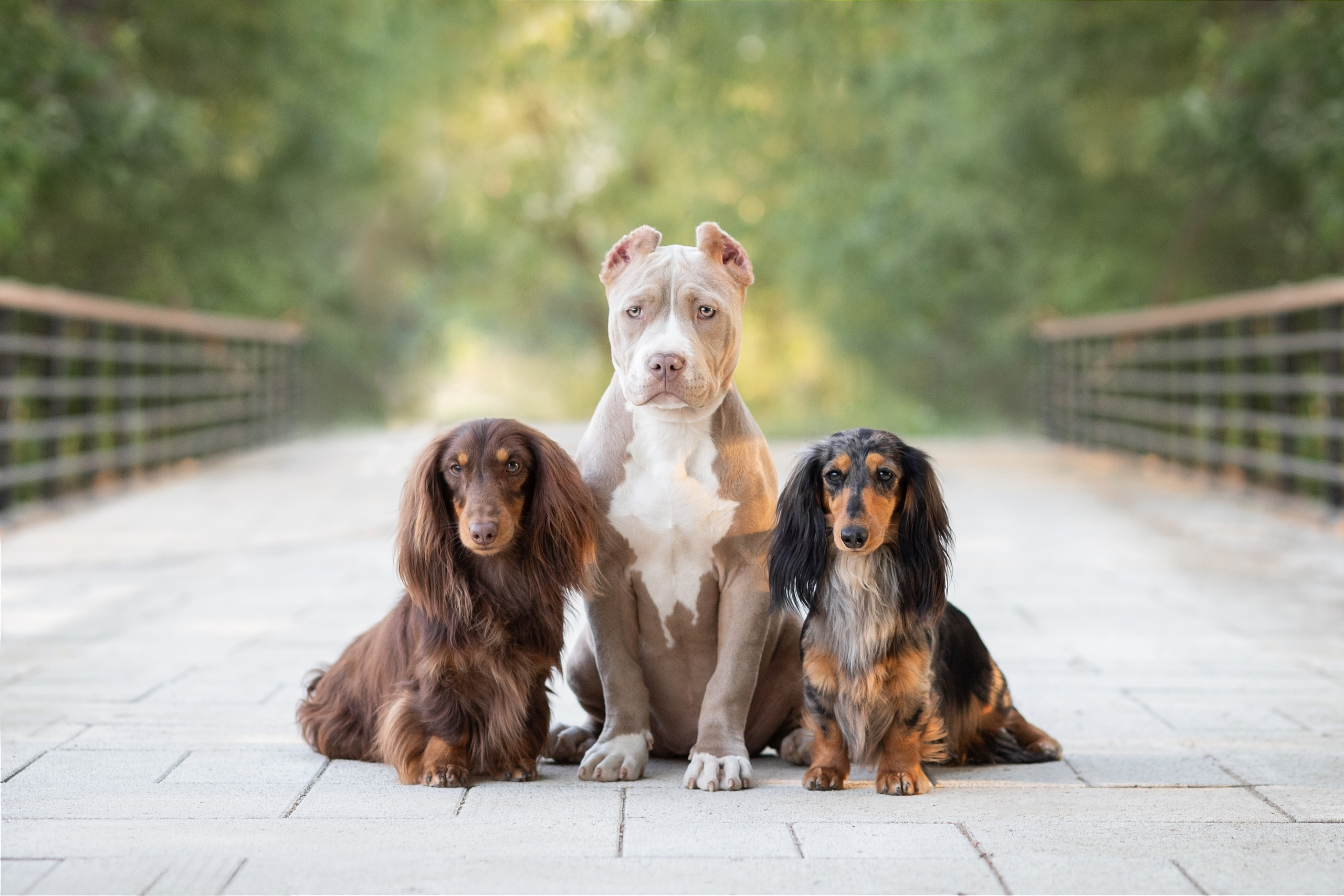 Фотосъёмка собак. Семейный и анималист фотограф в Переславле Анастасия Гусева