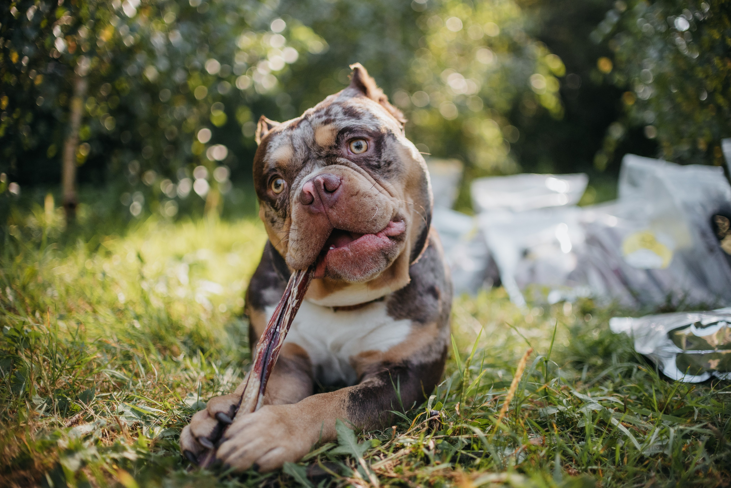 Dog Bone контент. Фотограф-анималист Валерия, Москва, Мытищи