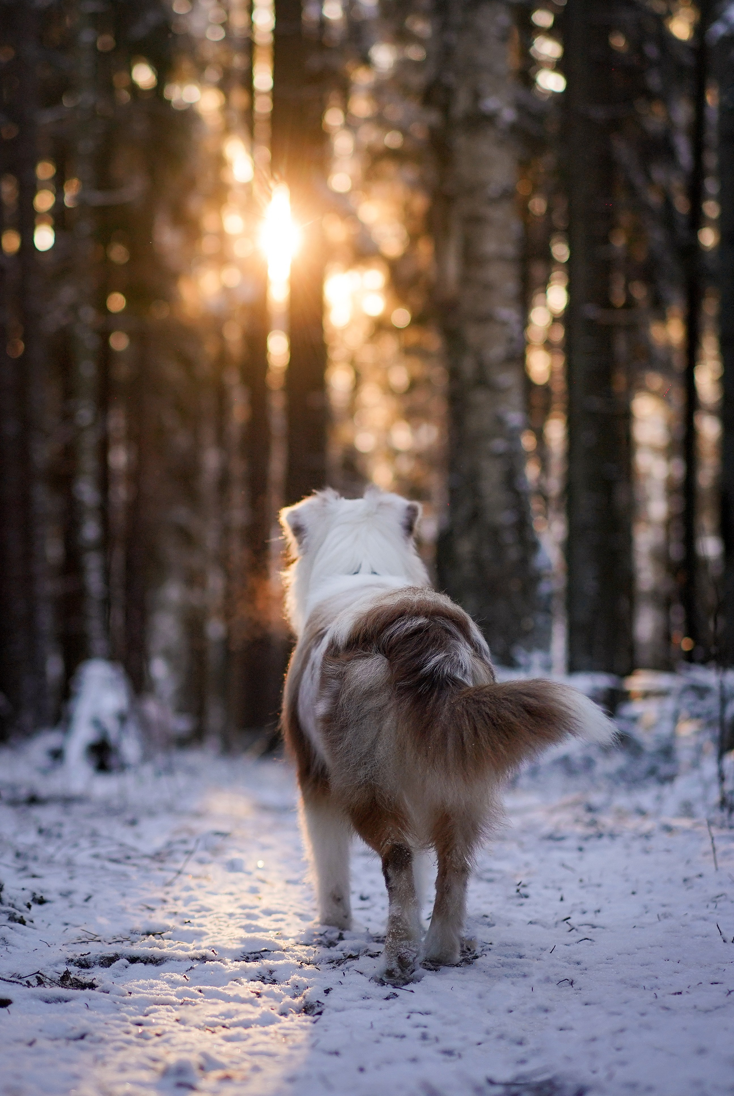 Панда зимний лес. Фотограф-анималист в Санкт-Петербурге Яна Мартынова