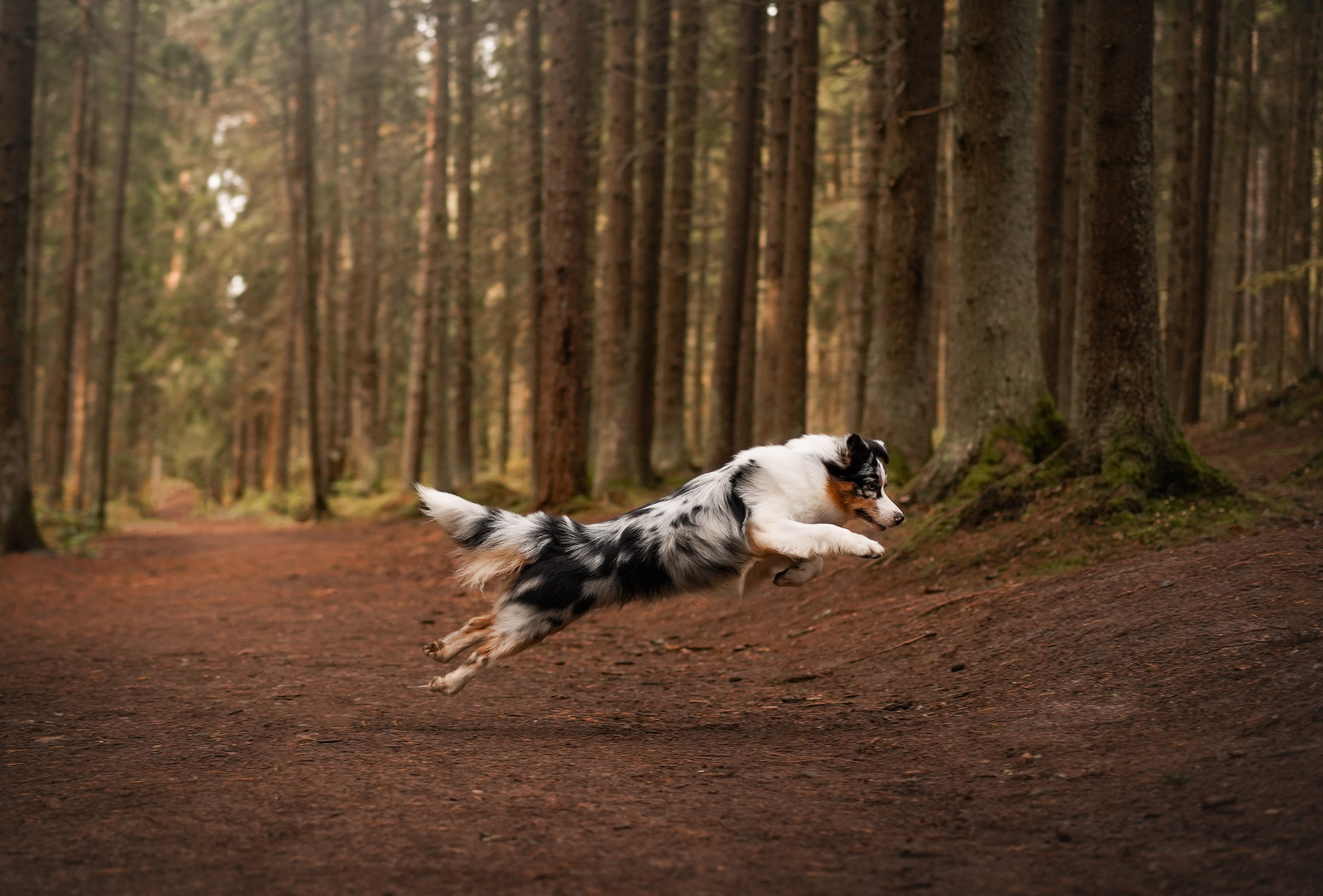 Соня Гавриил и Юкки. Фотограф-анималист в Санкт-Петербурге Яна Мартынова