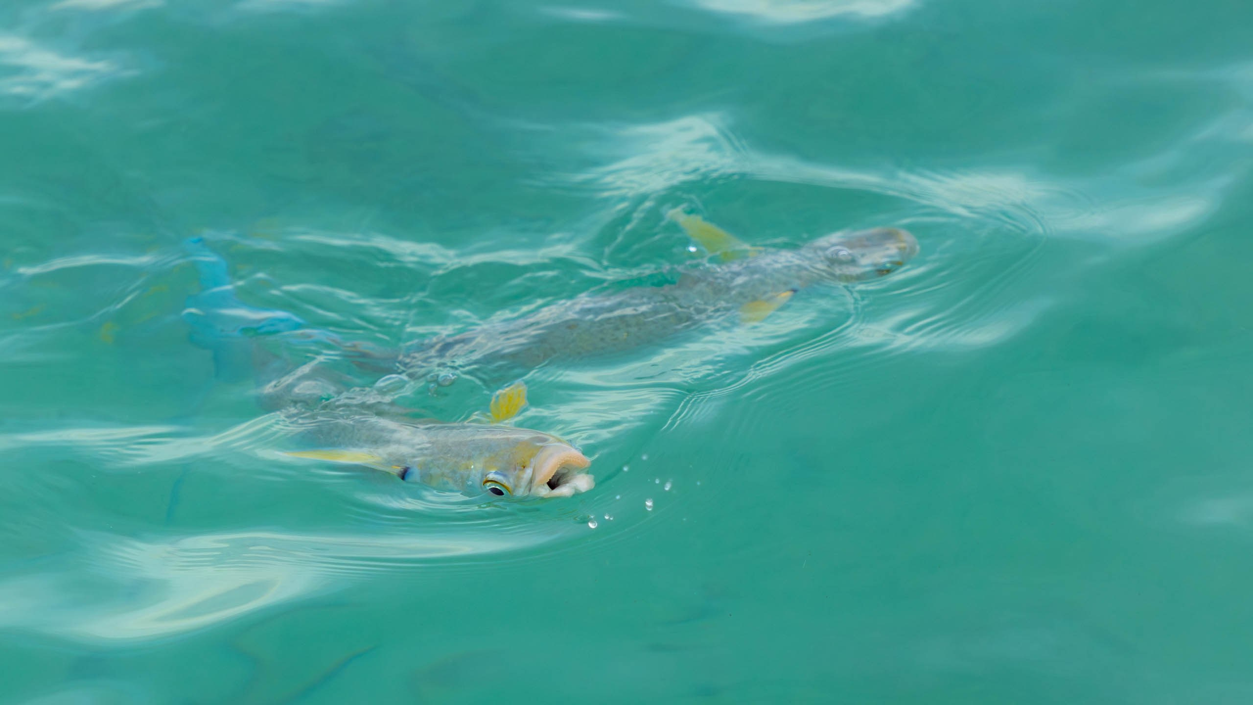 Мальдивы, Ellaidhoo Maldives by Cinnamon