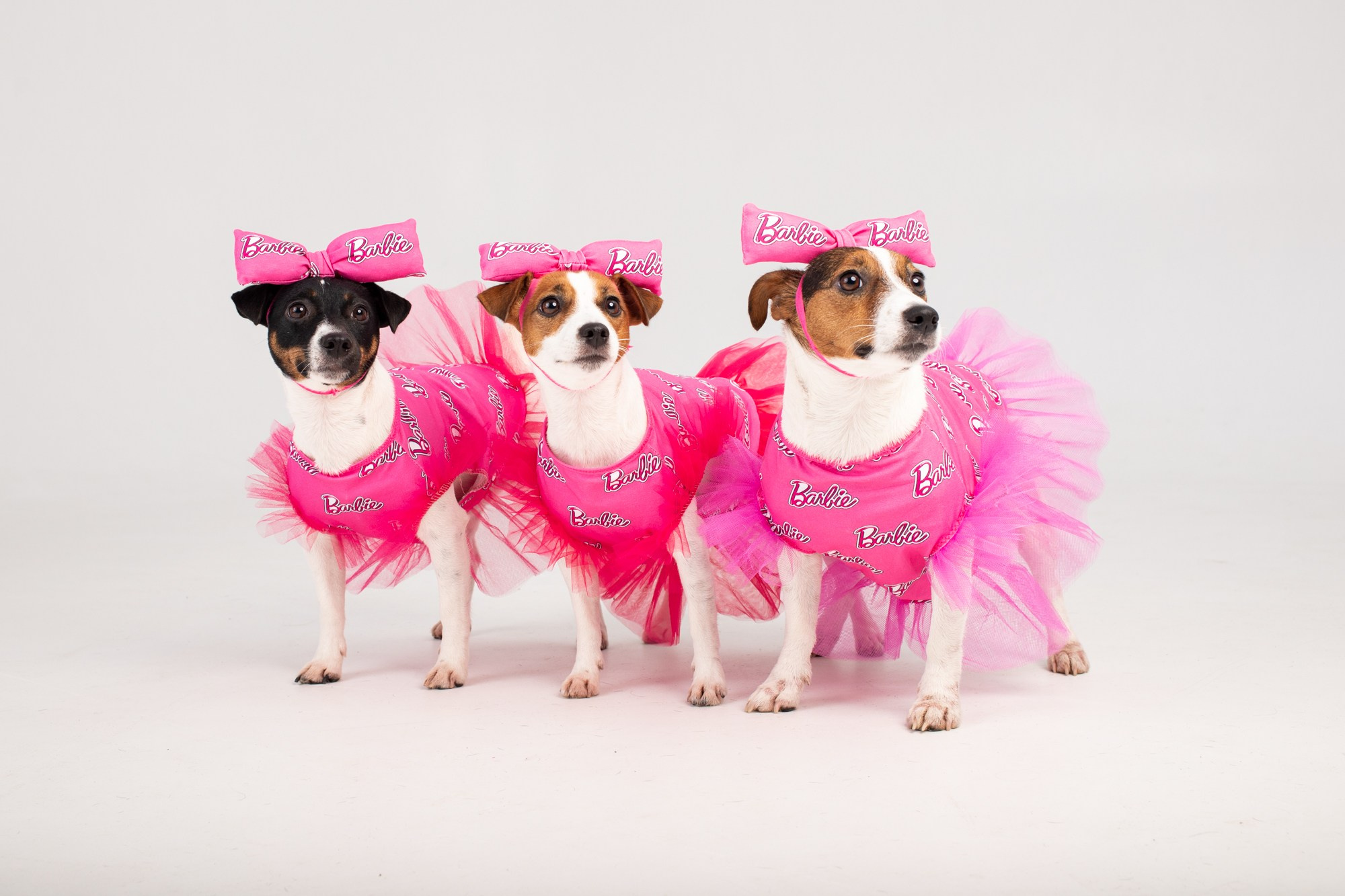 Съёмка бренда одежды для собак. Репортажный, промышленный и маркетплейс-фотограф Дмитрий Чернат