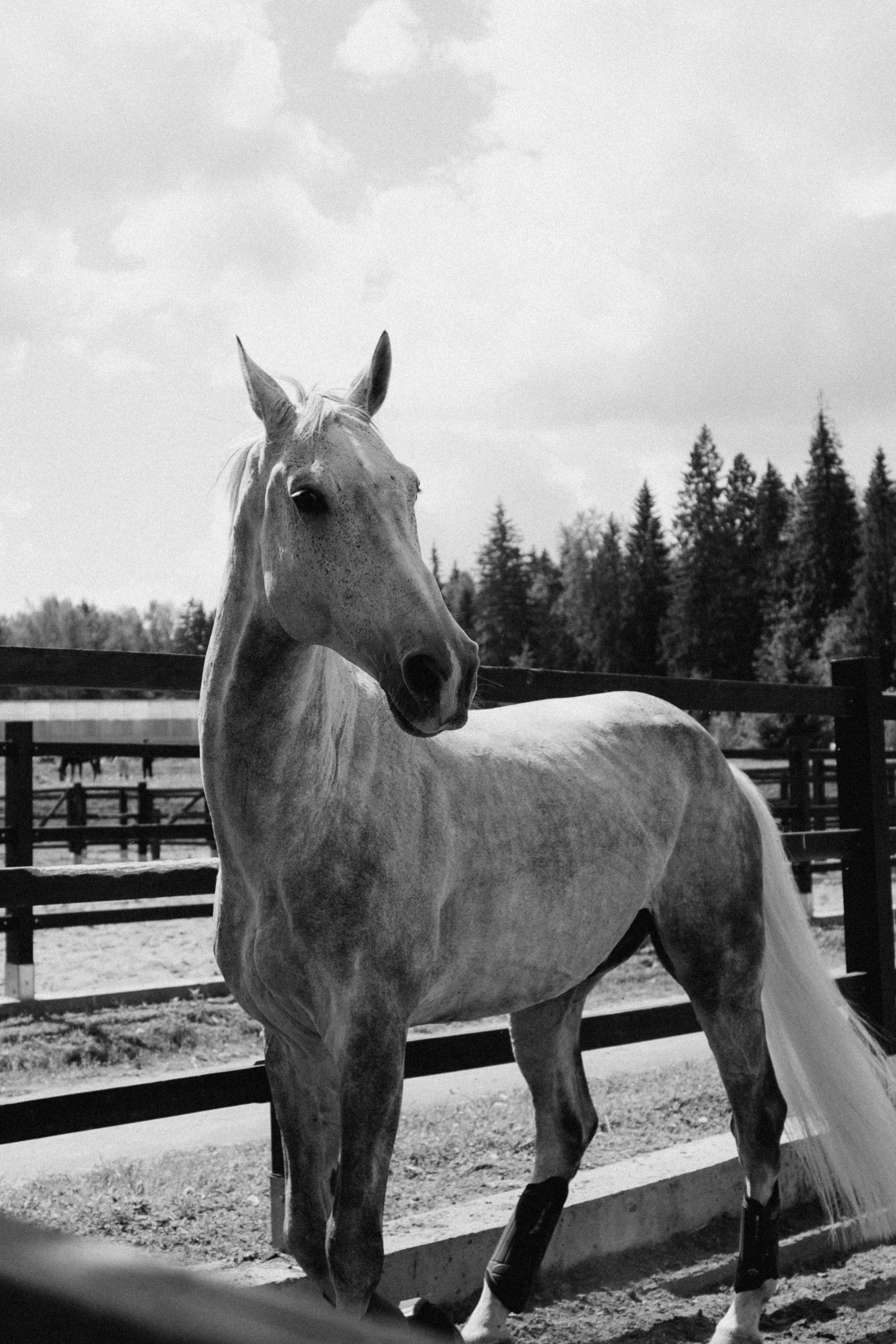 Emerald Stables CUP 2025. Бэкстейдж и репортажный фотограф в Москве Артем Онацко