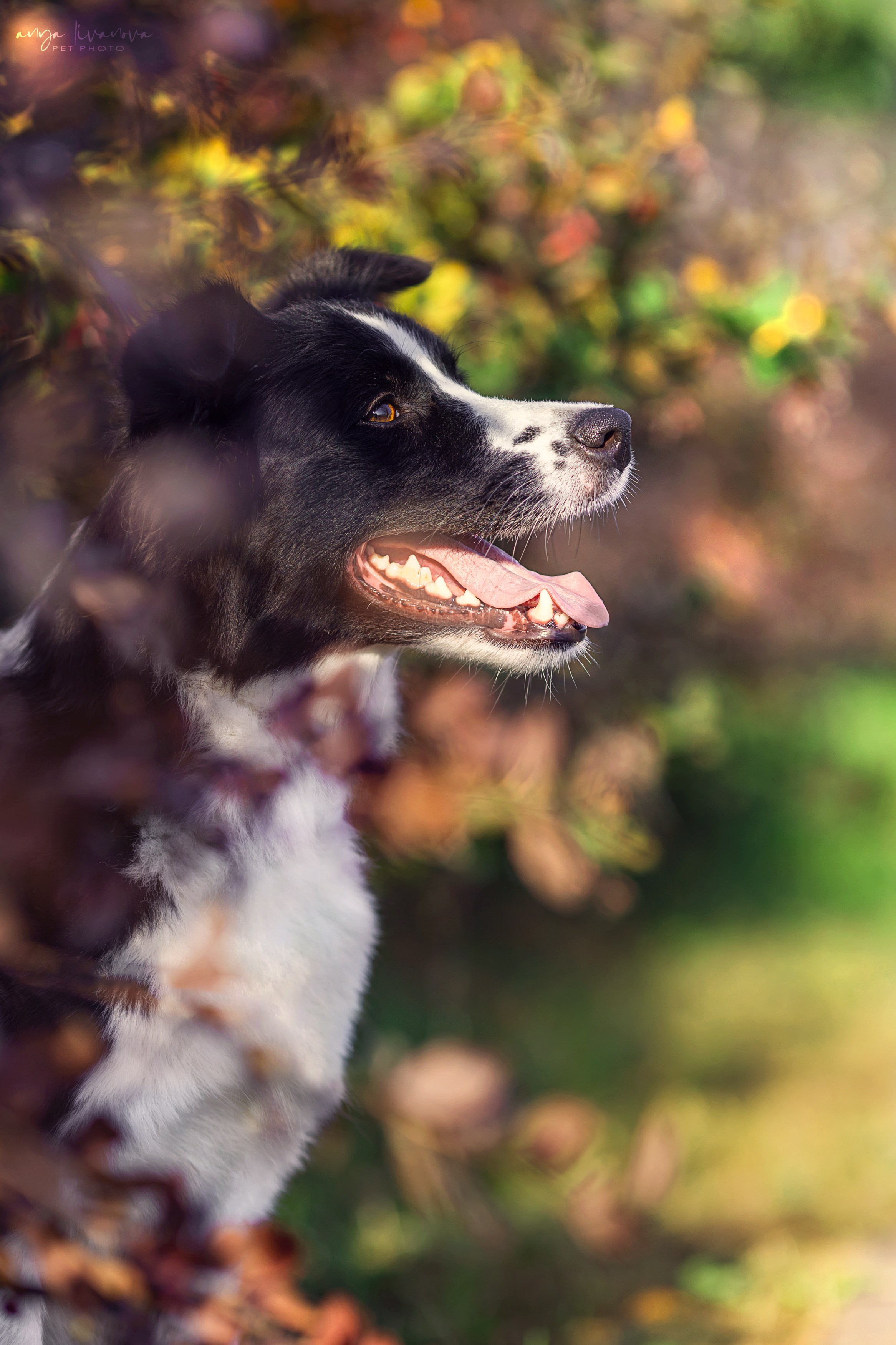 Алена и Майли. Фотограф анималист Аня Ливанова | Рыбинск