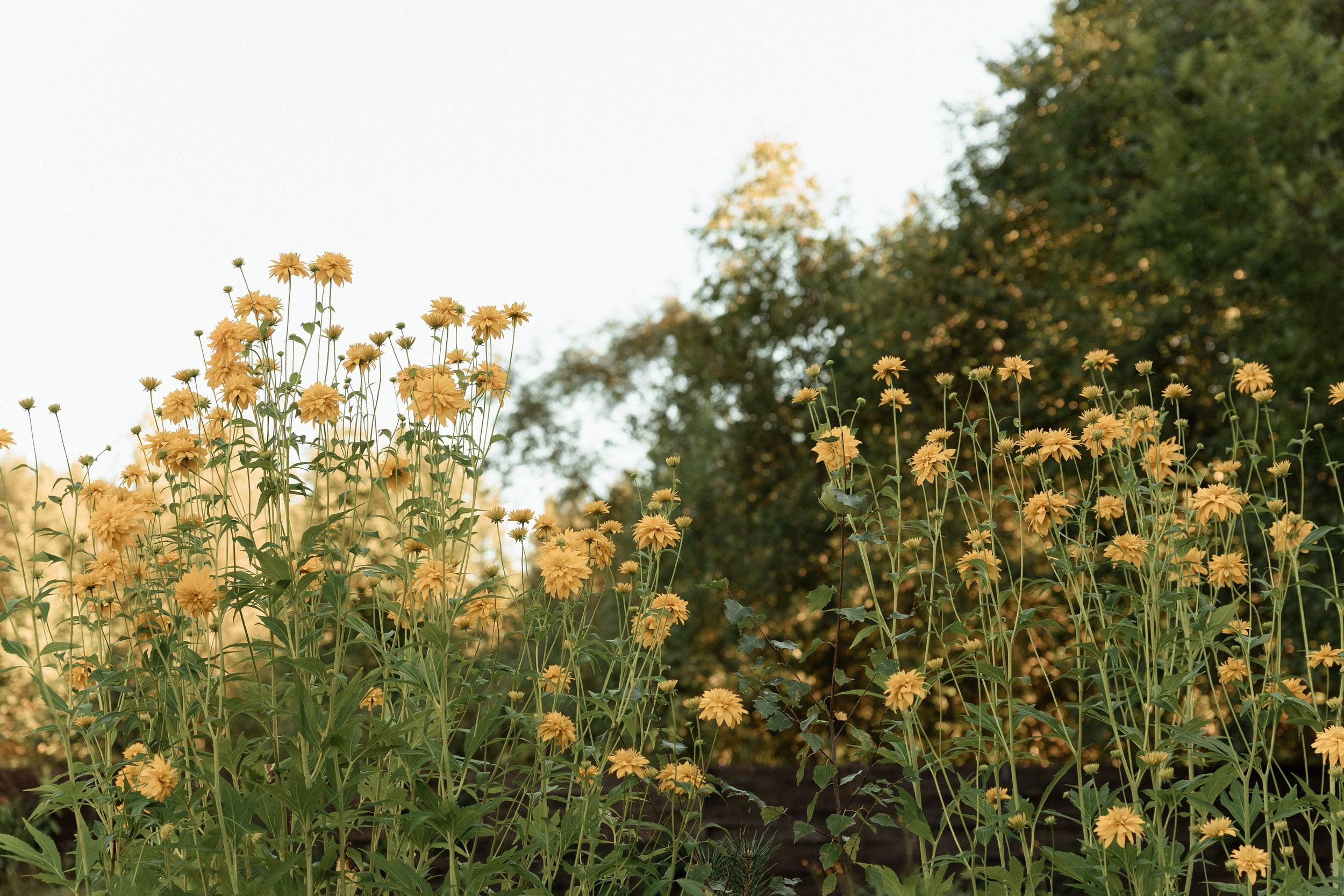 Катя и Даниил. Свадебный и портретный фотограф в Архангельске Илья Труфанов