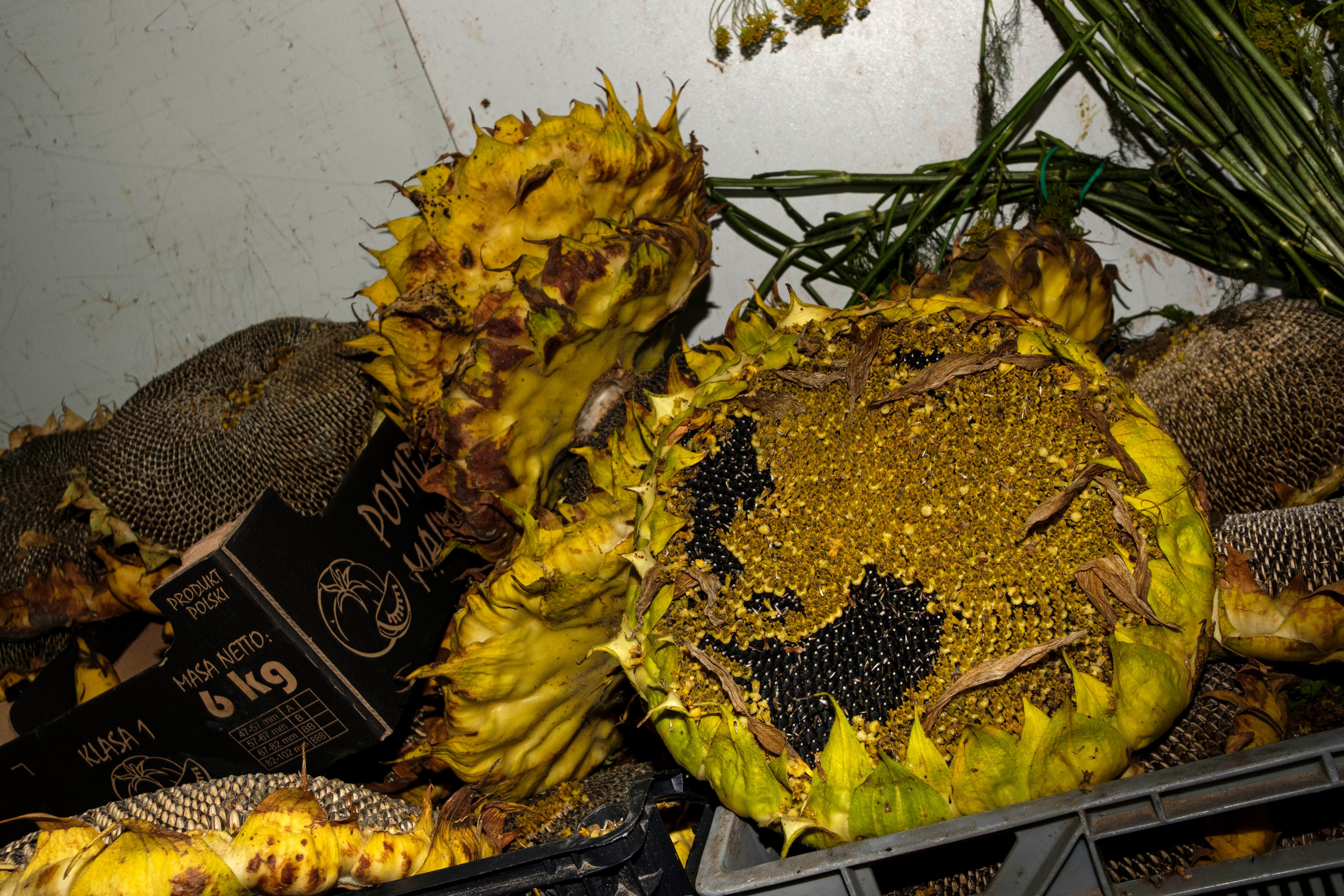 Simple. Photos. Photographer, Documentary and Art