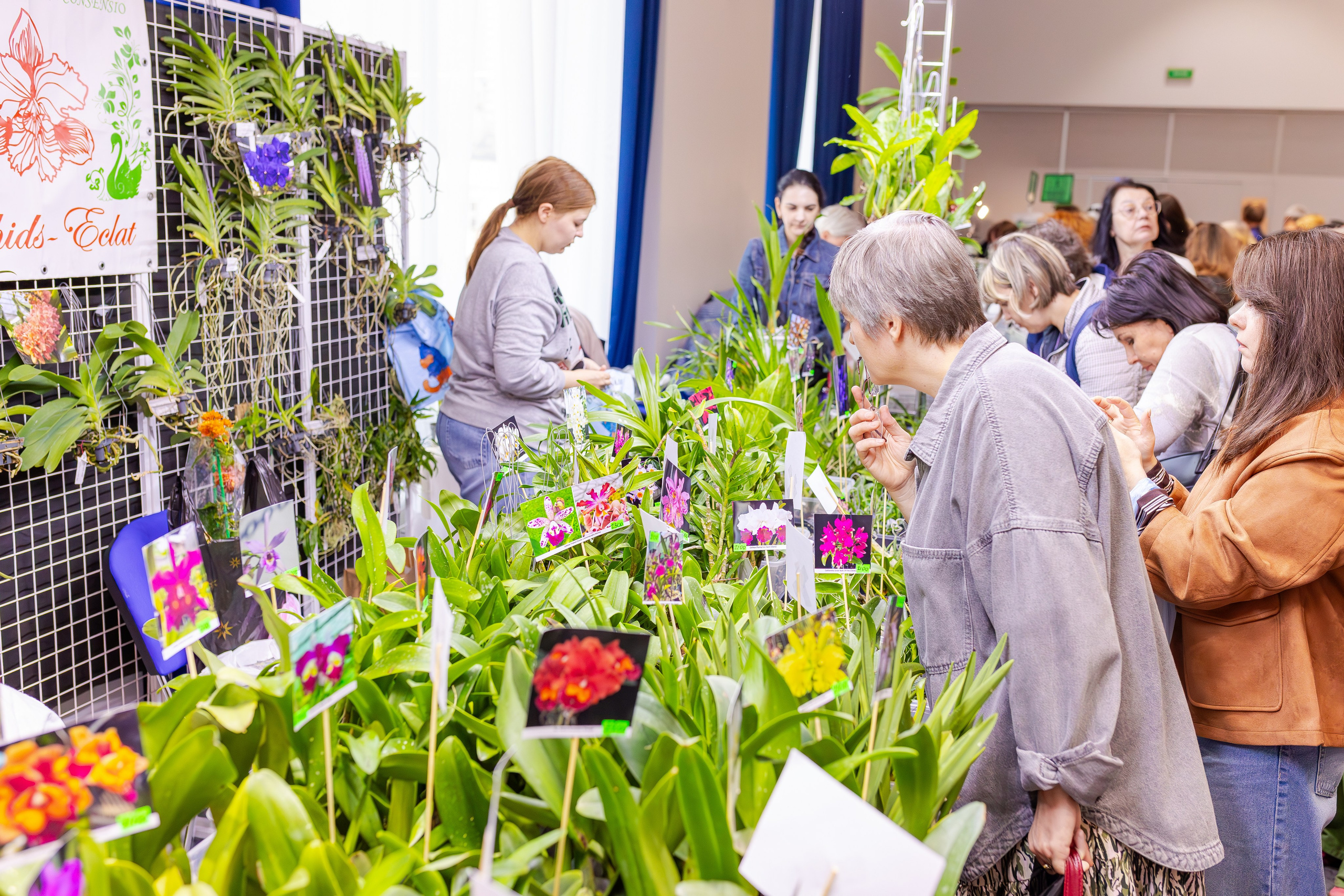 Орхидиум сентябрь 2025. Александра Куликова фотограф, Москва
