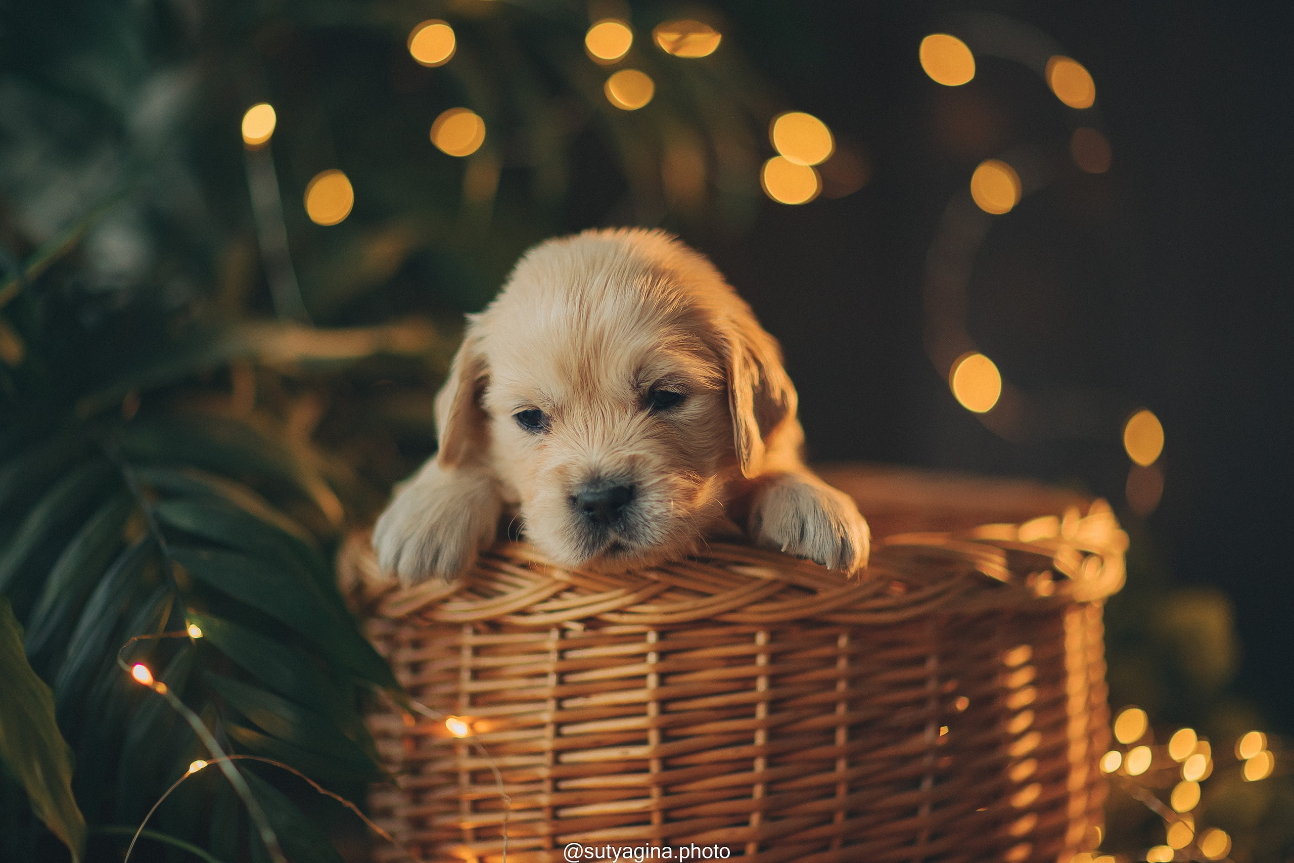 Серая лента. Свадебный и женский фотограф