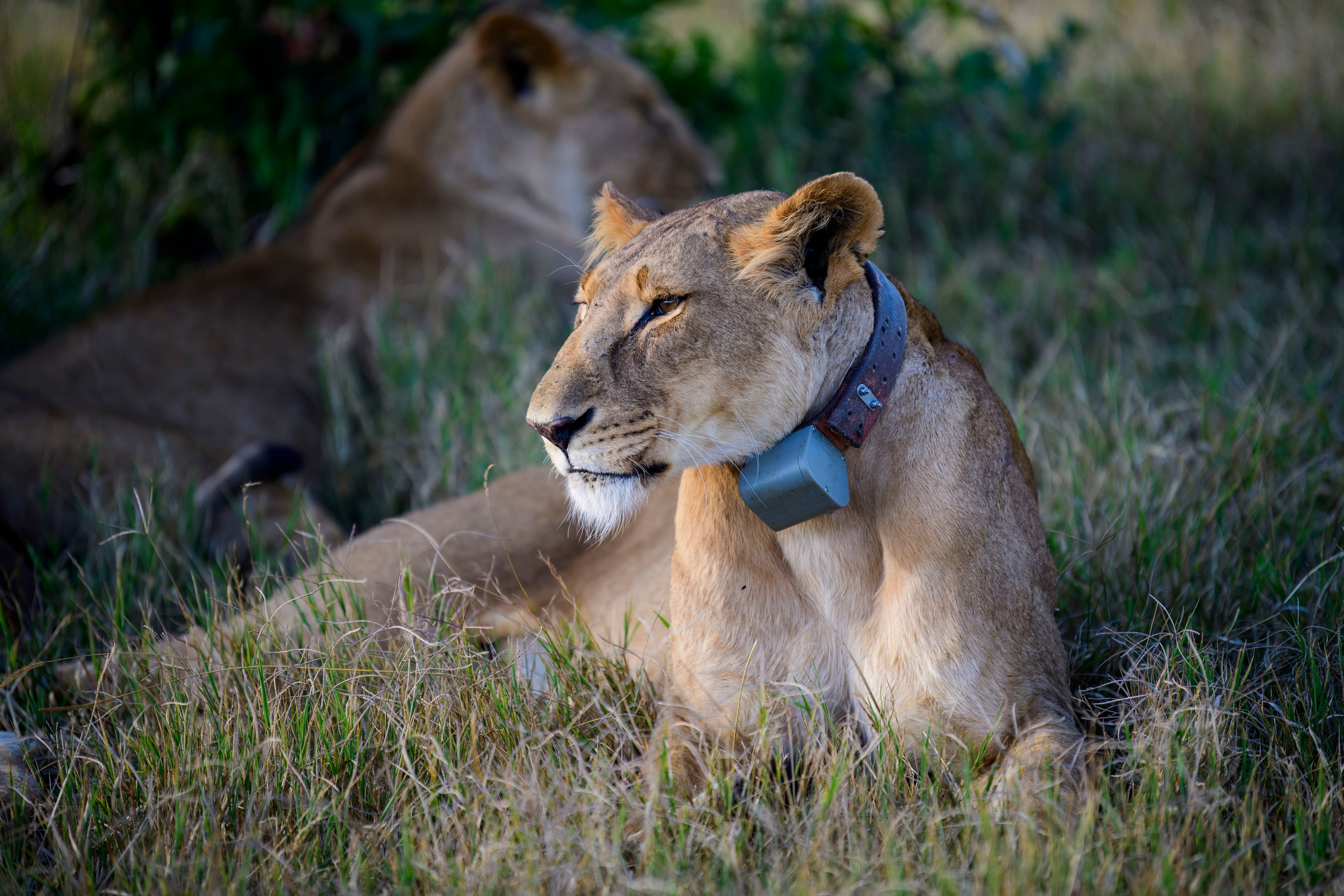Кения. Wildlife photography by Sergey Puponin