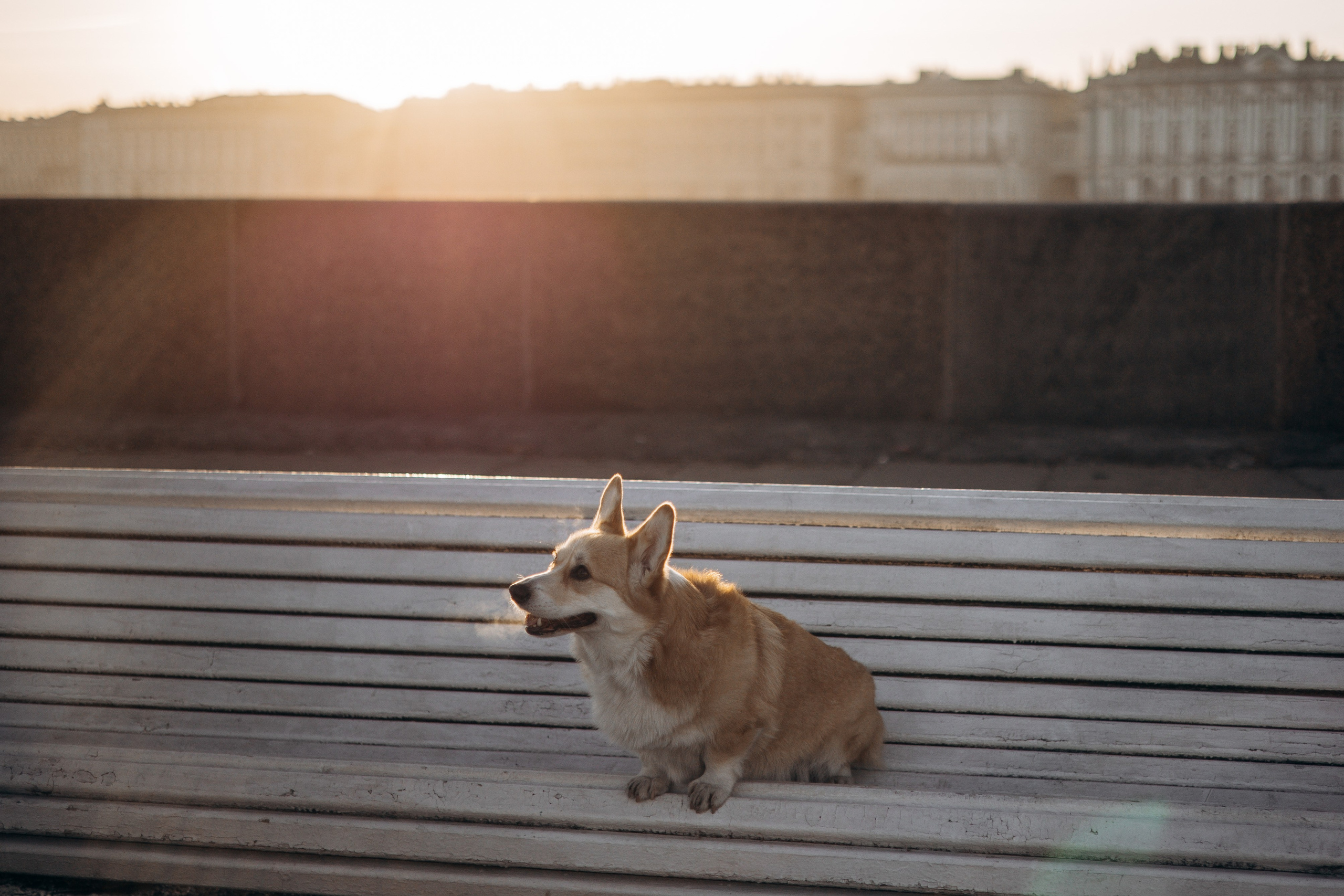 Настя и Ева. Фотограф — Анималист | Санкт-Петербург