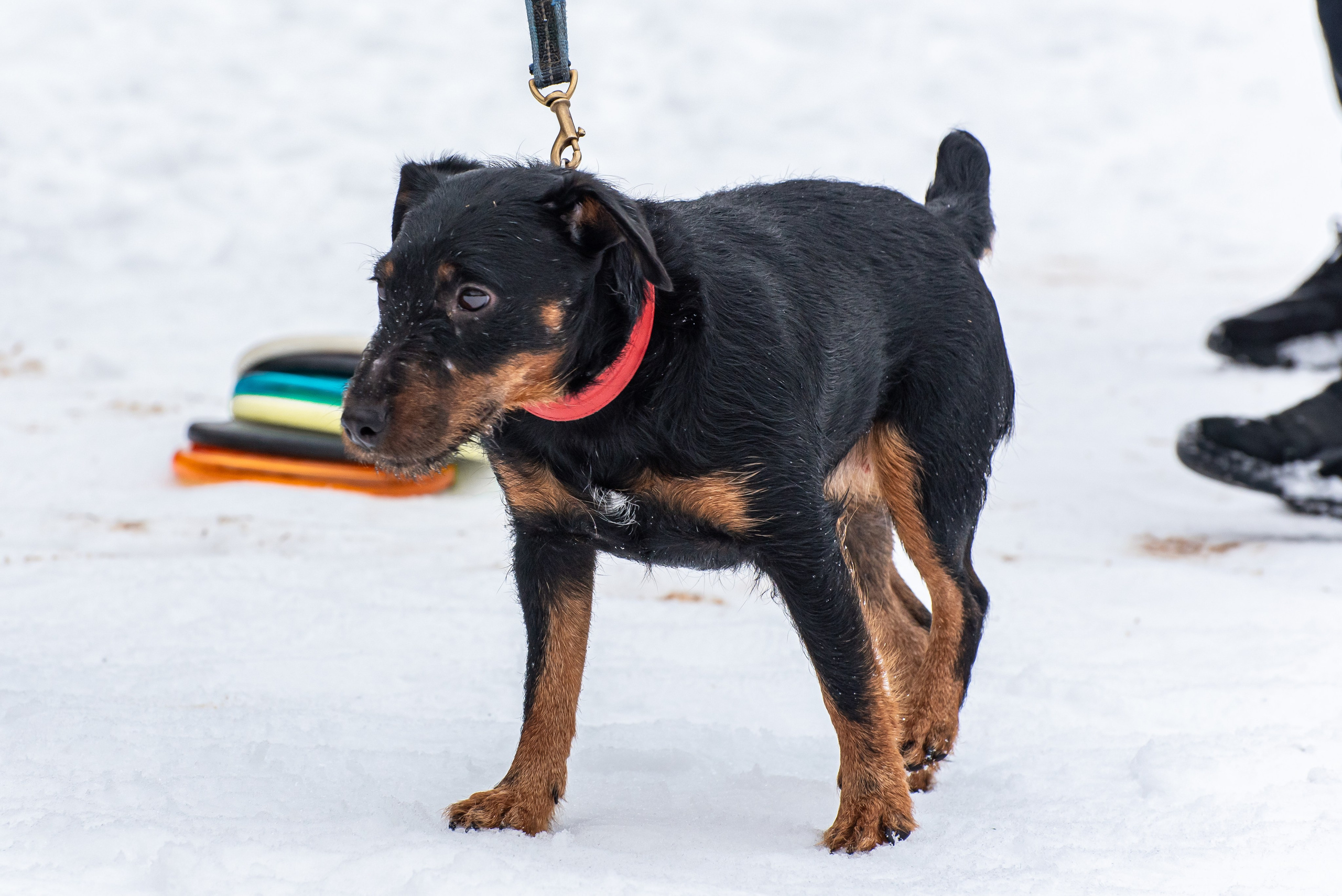 Фотосъёмка с собаками в Кинологическом лагере. Фотограф Макс Огурцов в Нижнем Новгороде