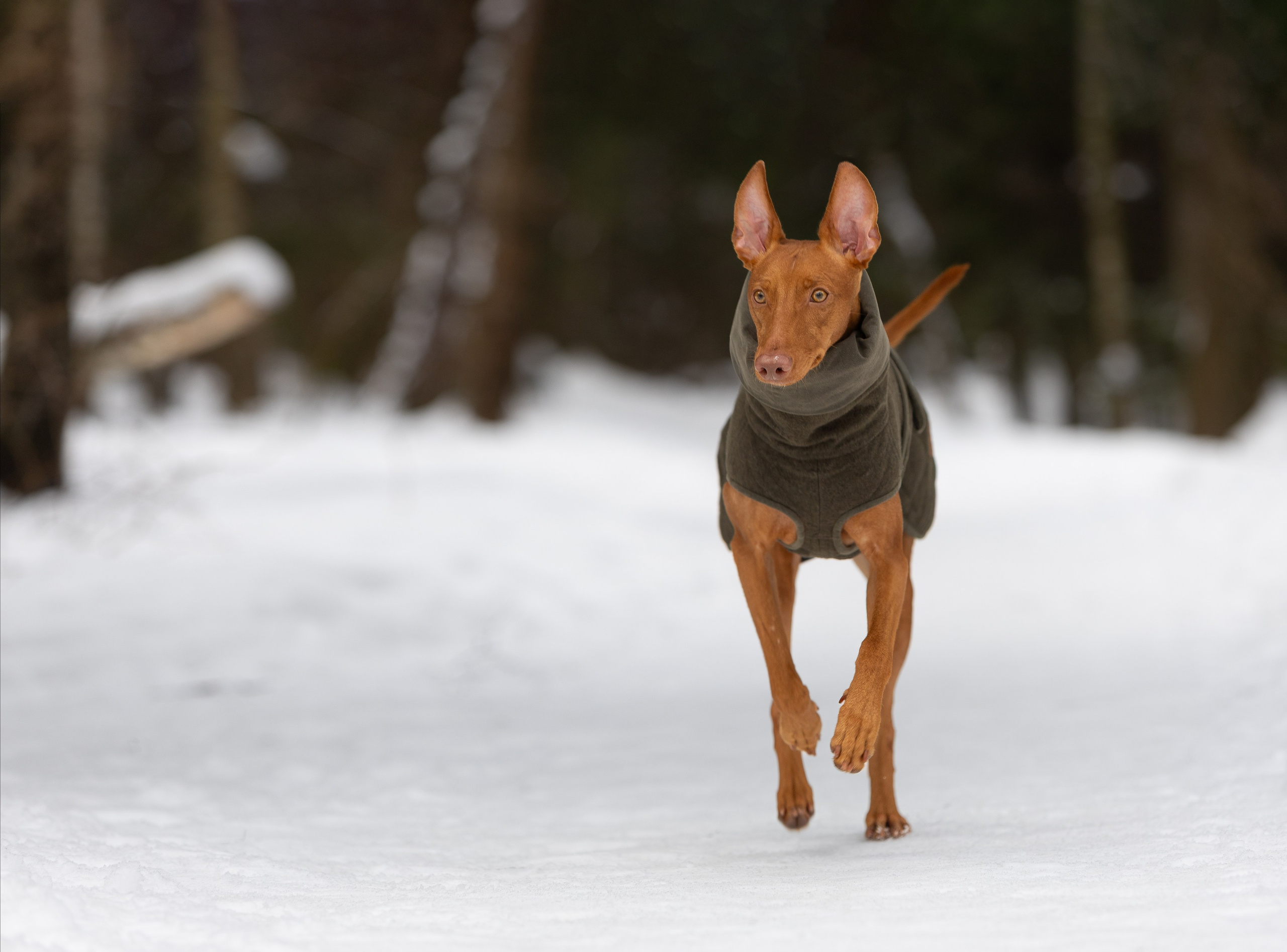 Веня и Рус. Фотограф-анималист в Москве, МО и Владимире