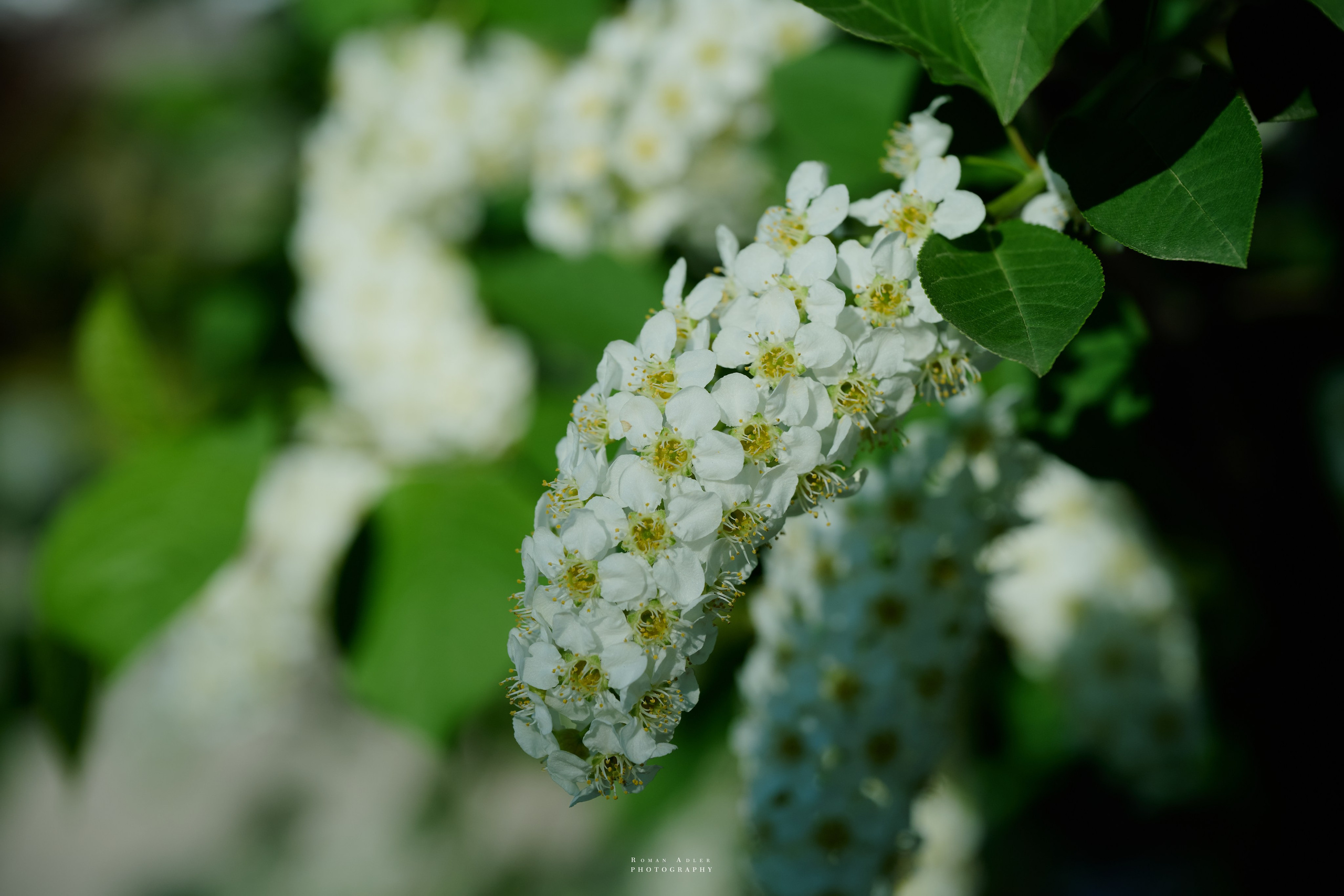 Орел. Апрель 2024. Фотограф Роман Адлер