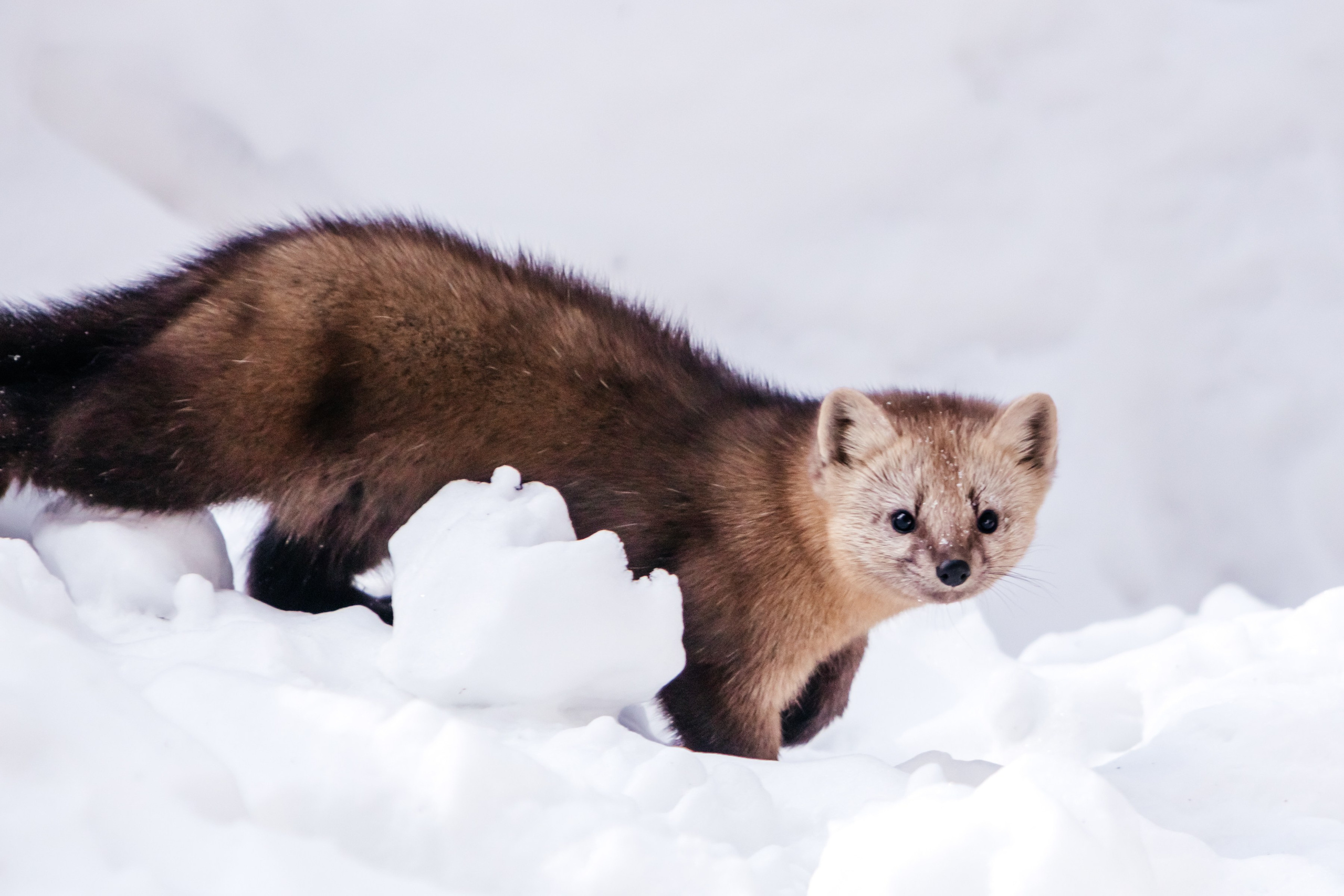 Соболь. Фотограф в Красноярске Оксана Корчагина