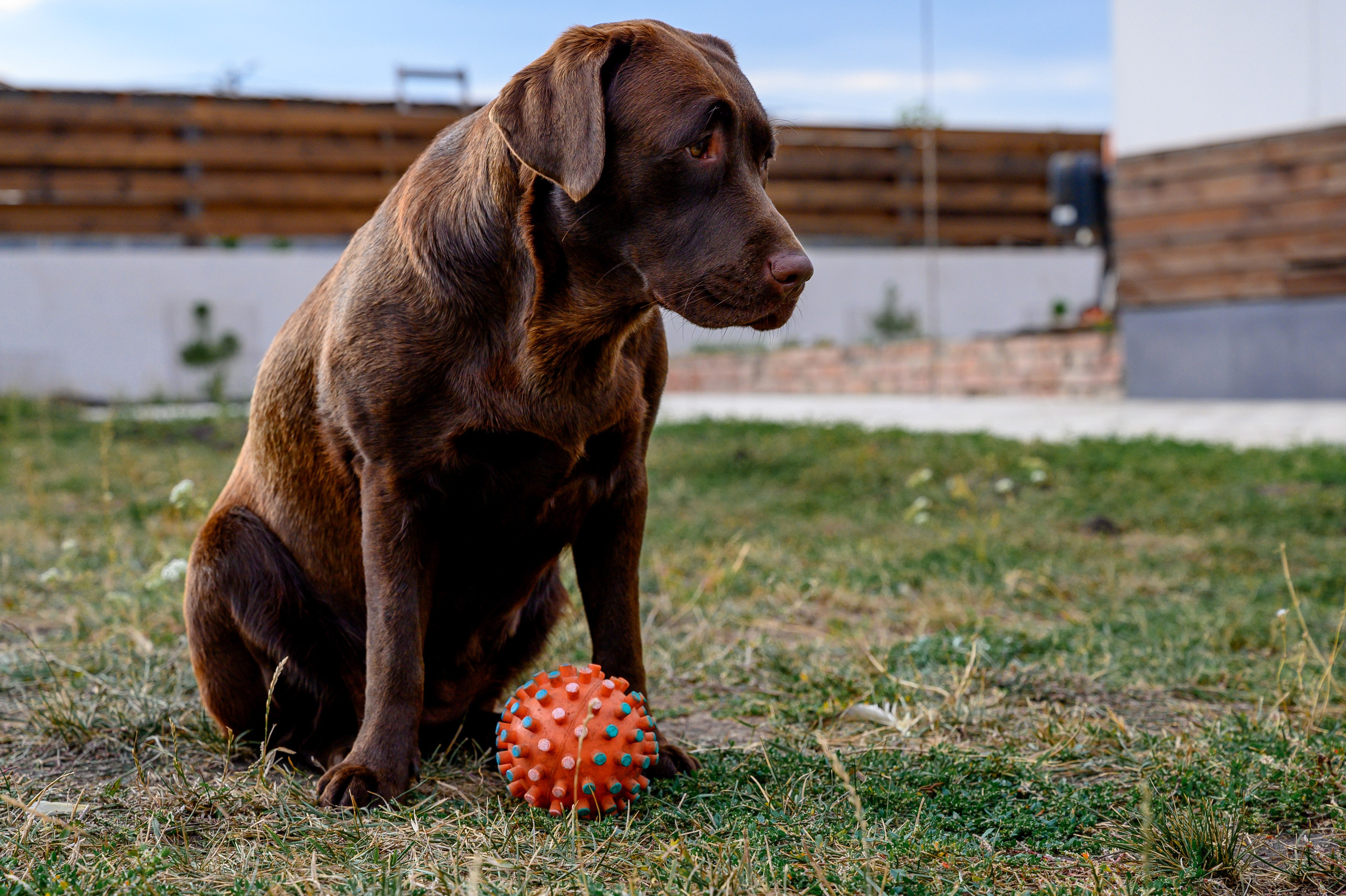 Спаниель и Лабрадоры. Bazarkom-photo.ru Фотограф Виктор Оськин в Старом Осколе