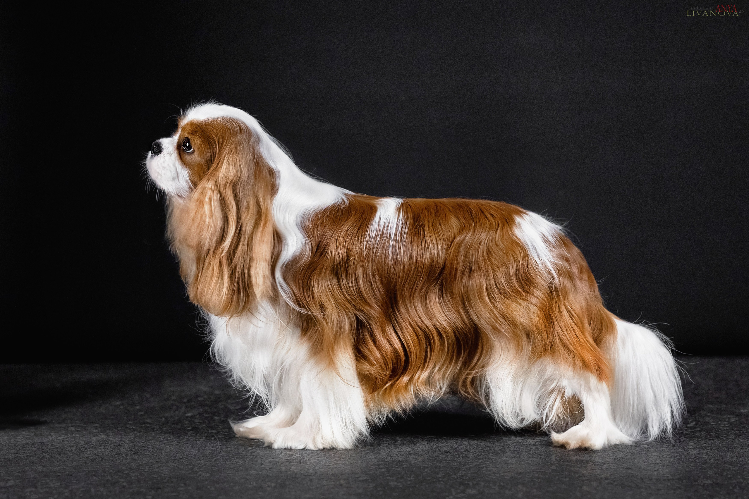 Вовчик. Фотограф анималист Аня Ливанова | Рыбинск