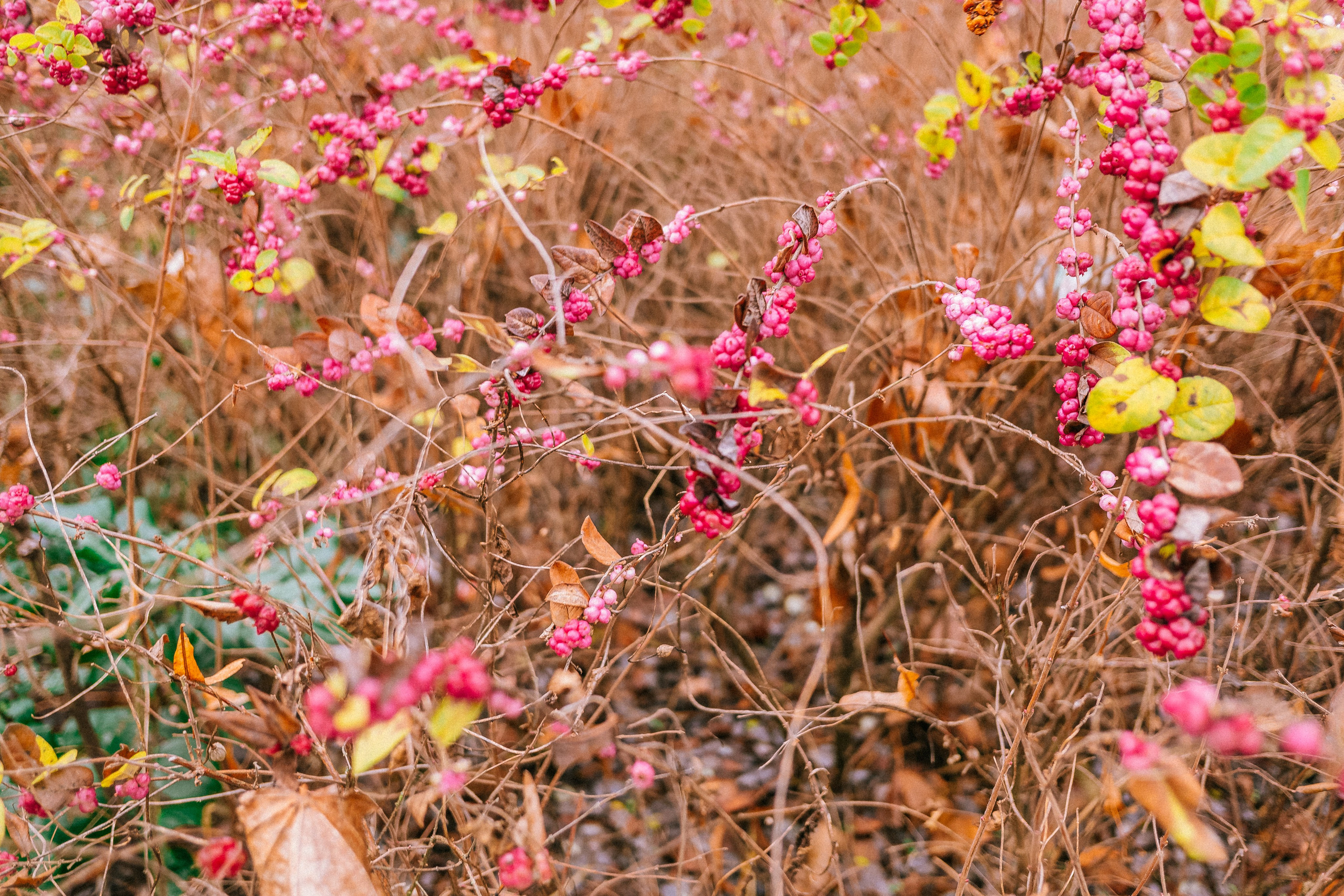 Берлин. Аня Степанова