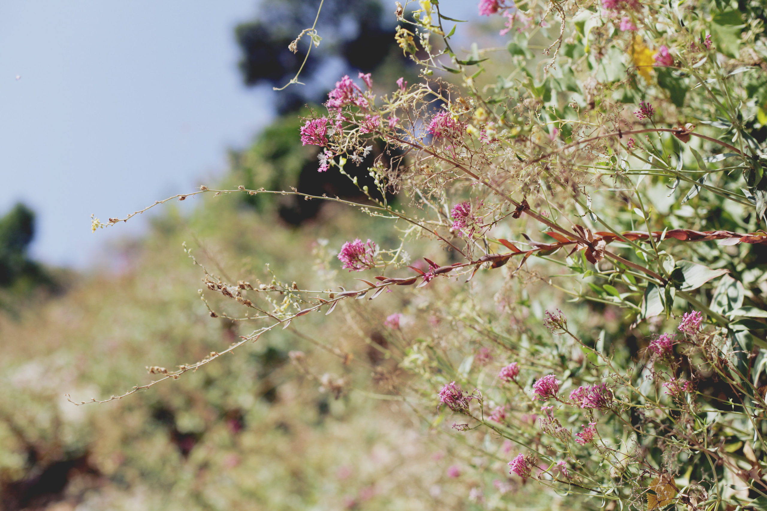 Болгария. Аня Степанова