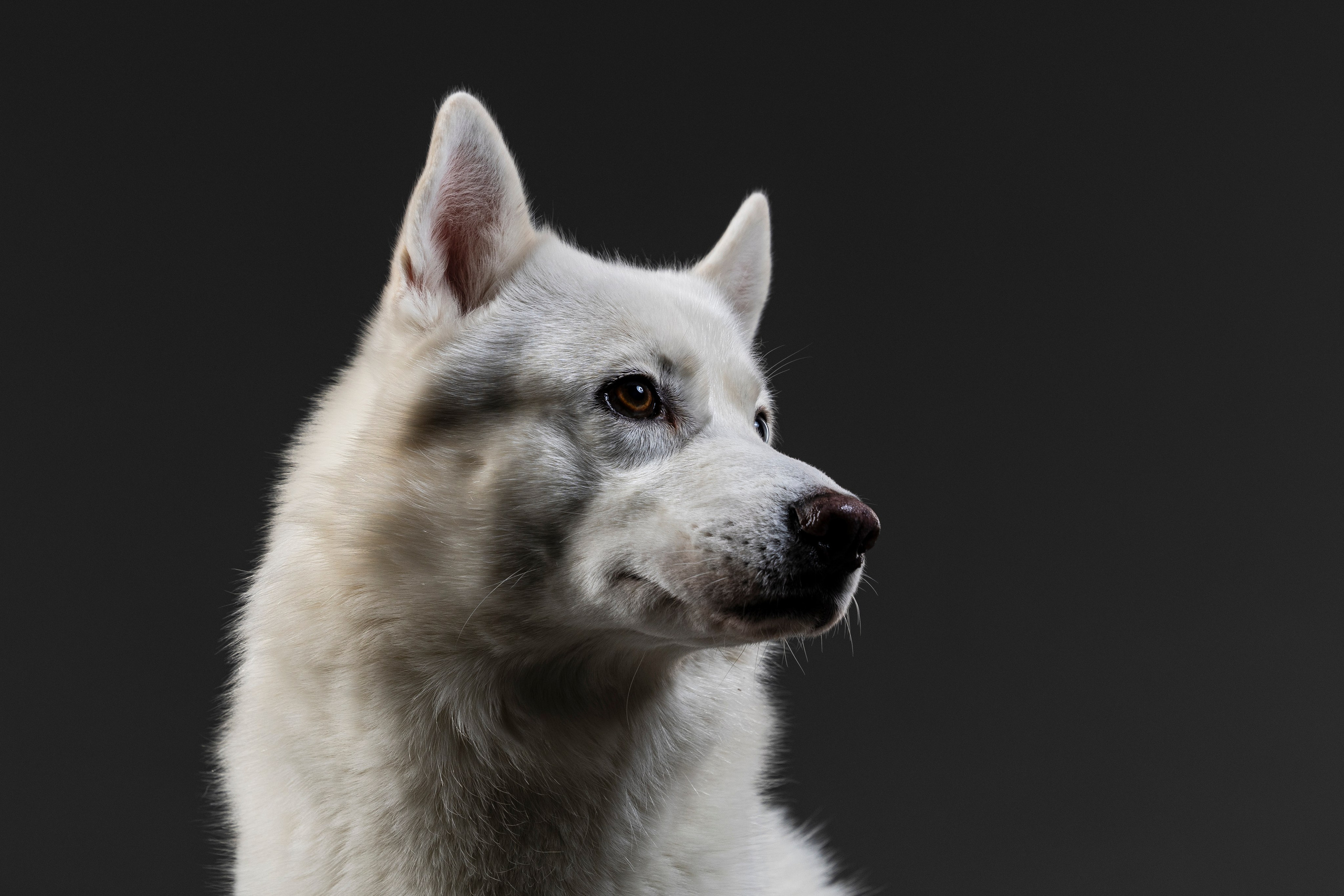 Студия. Фотограф-анималист Анна Маринич