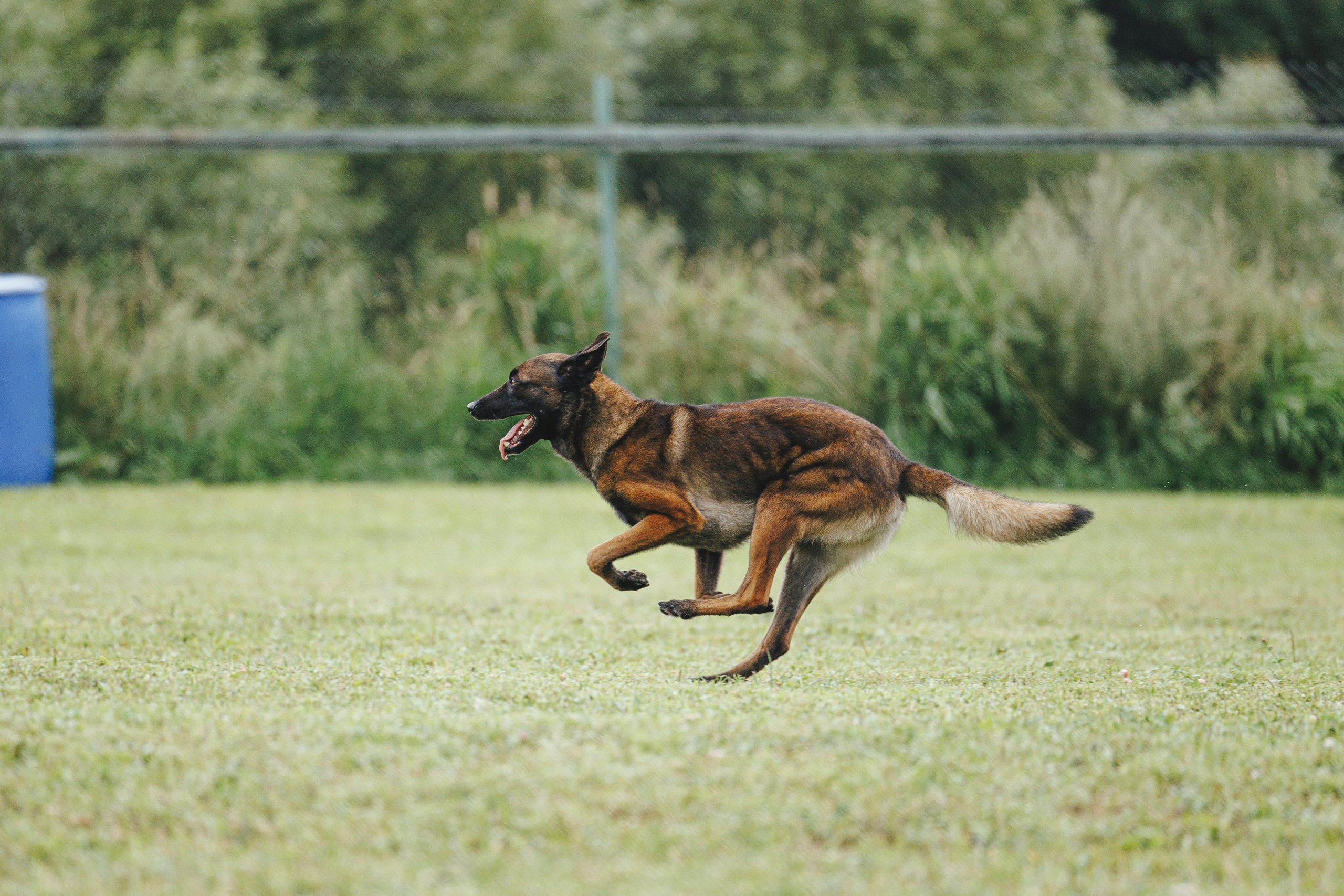 08.08.25-10.08.25 ЧР по мондьорингу г. Вологда. Фотограф-анималист Анна Маринич