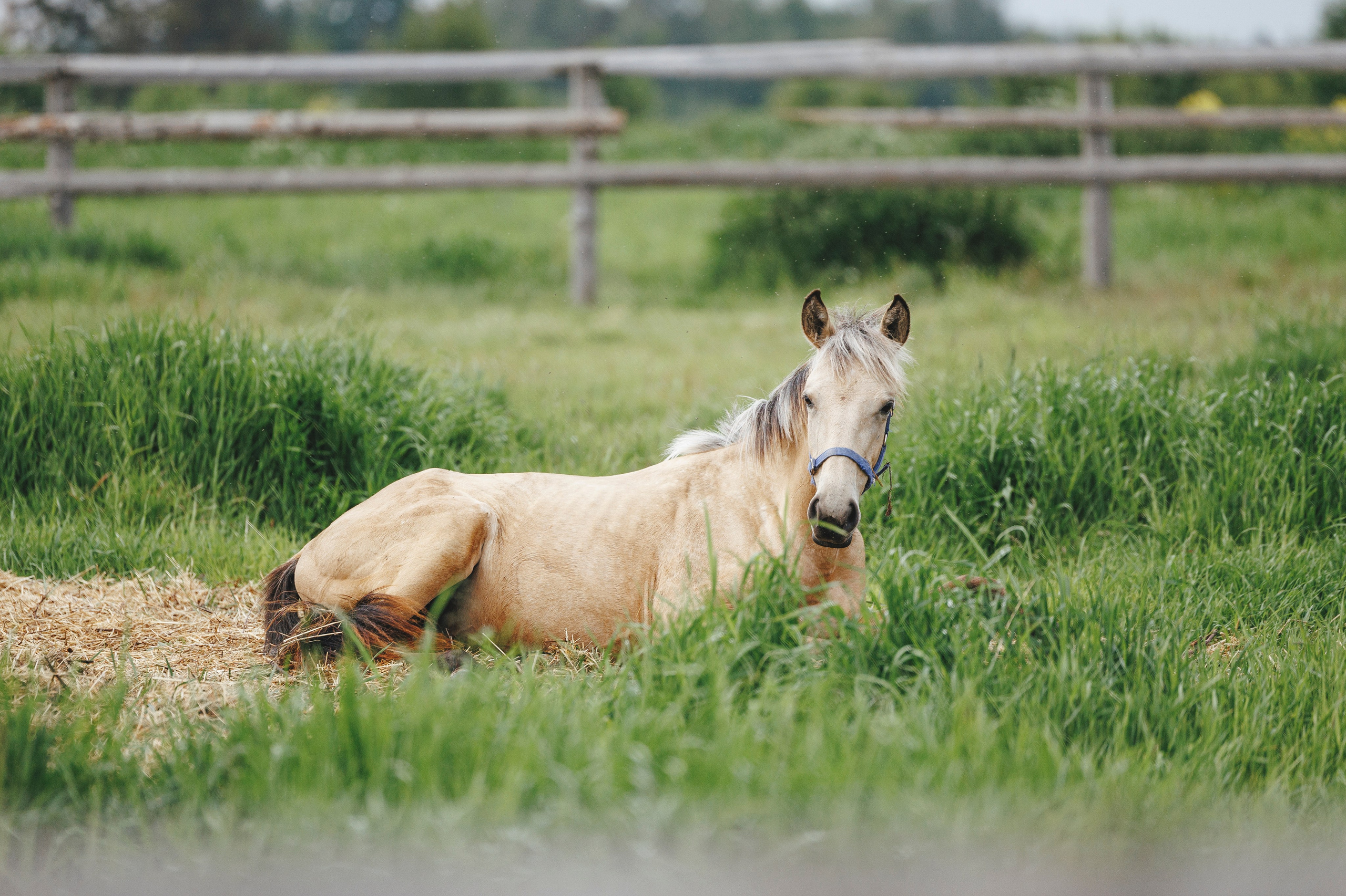 Керро поле. Фотограф-анималист Анна Маринич